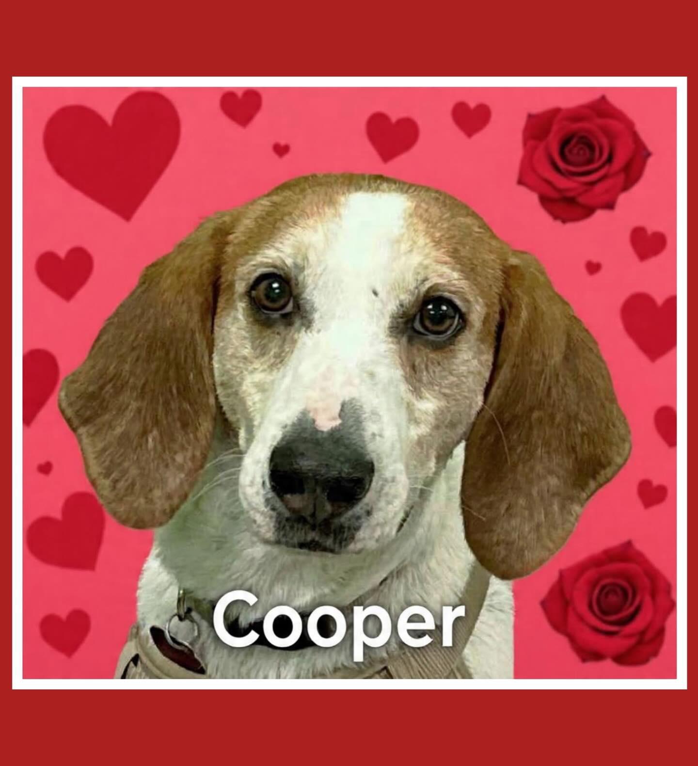 Cooper, Adoptable, Adult Male Treeing Walker Coonhound & Foxhound.