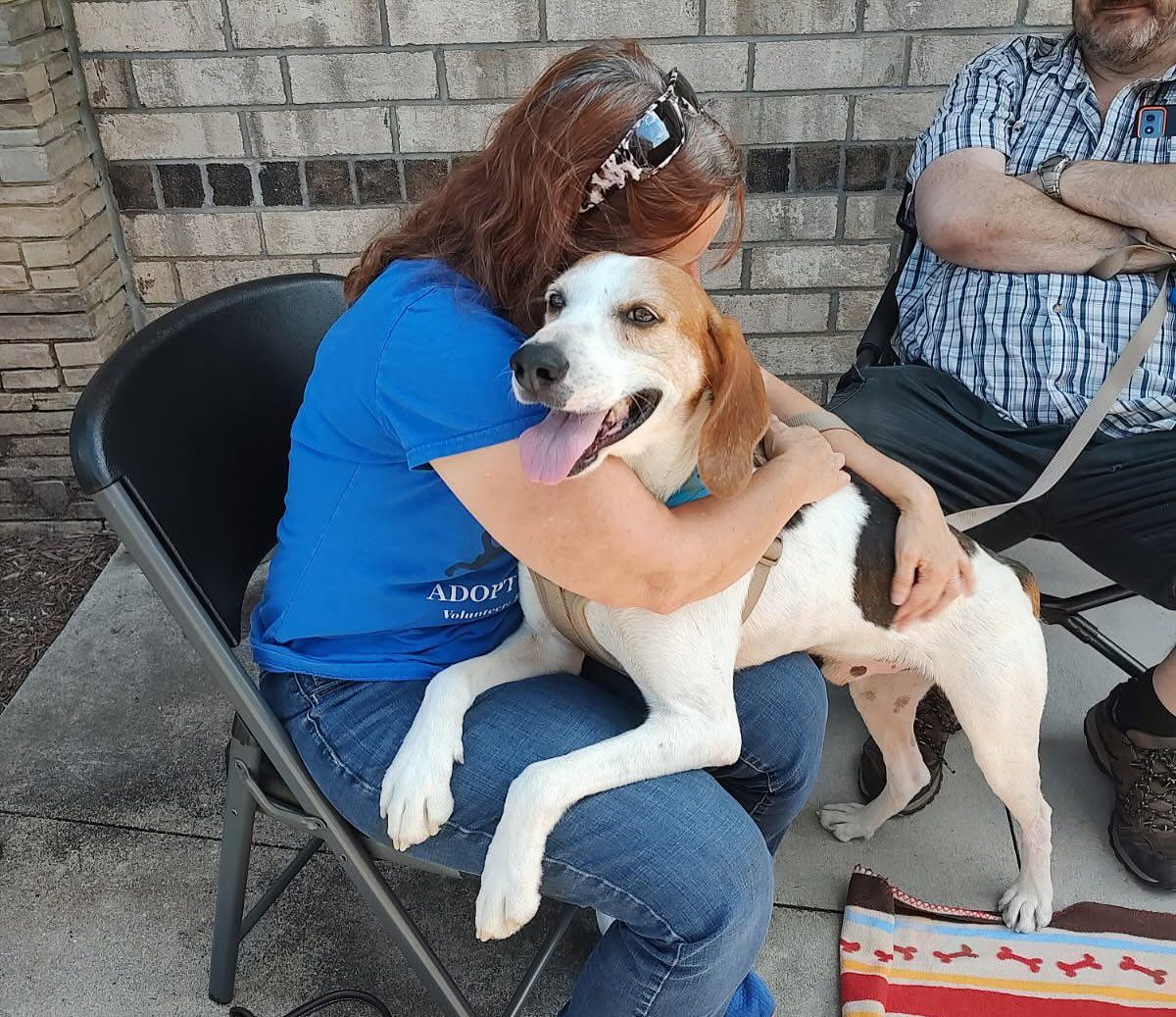 Enlarge Cooper, a Adoptable mixed breed in Raleigh, NC image 2/6