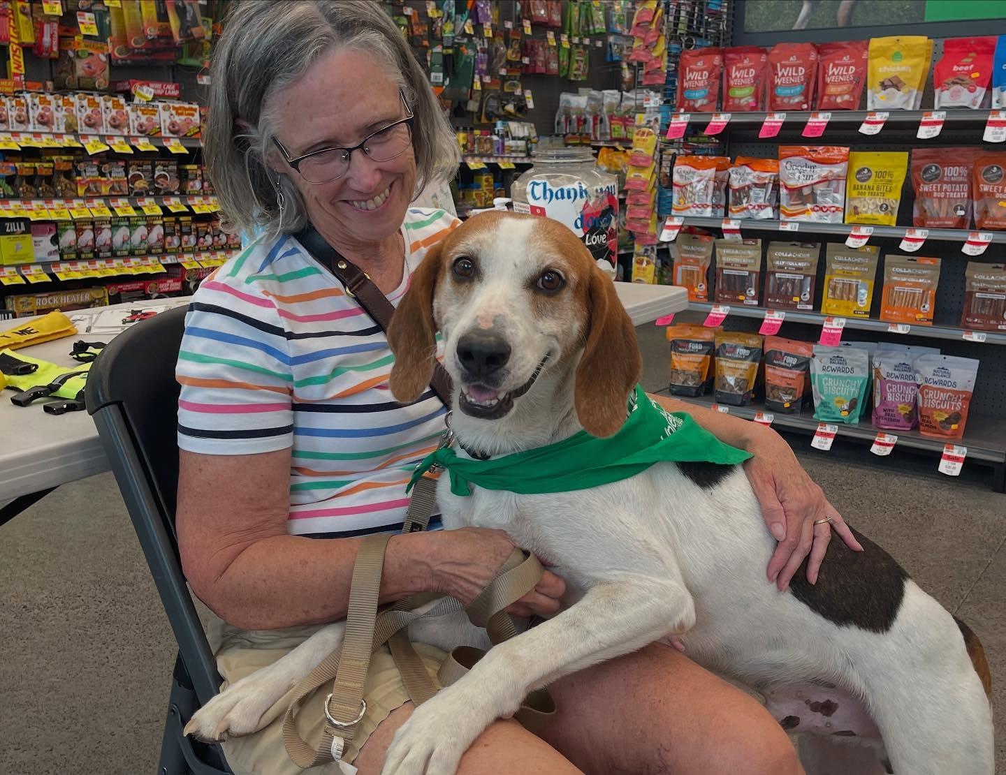 Enlarge Cooper, a Adoptable mixed breed in Raleigh, NC image 2/6