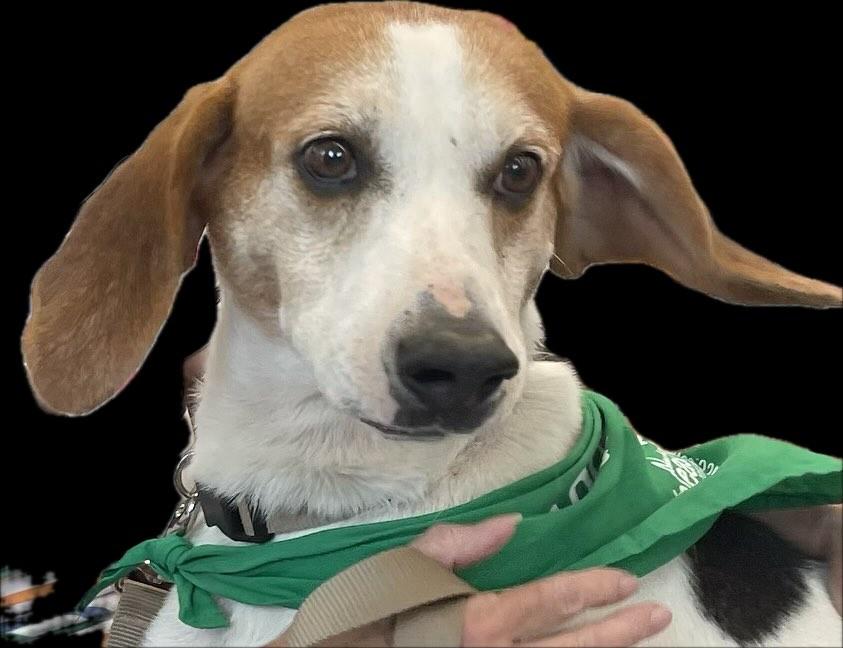 Enlarge Cooper, a Adoptable mixed breed in Raleigh, NC image 1/6