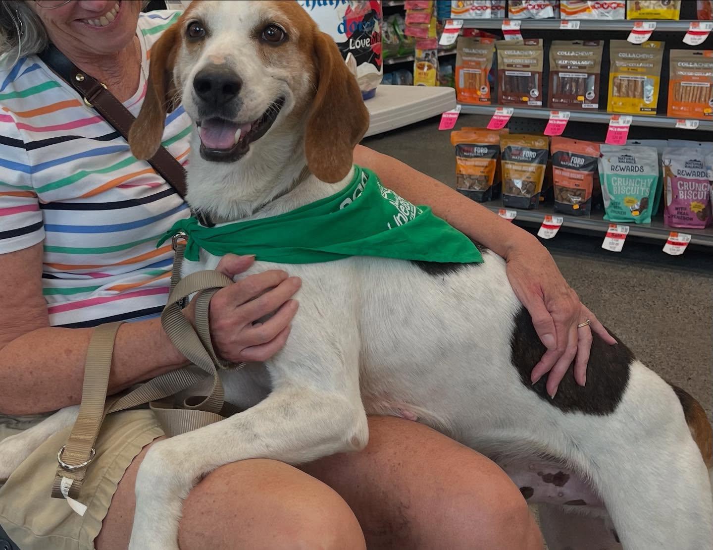 Enlarge Cooper, a Adoptable mixed breed in Raleigh, NC image 5/6