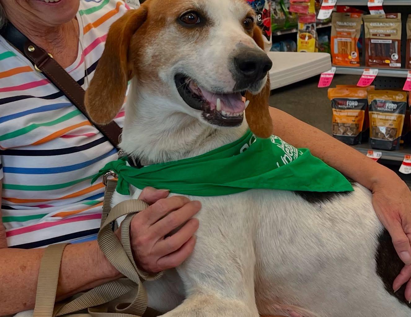 Enlarge Cooper, a Adoptable mixed breed in Raleigh, NC image 4/6