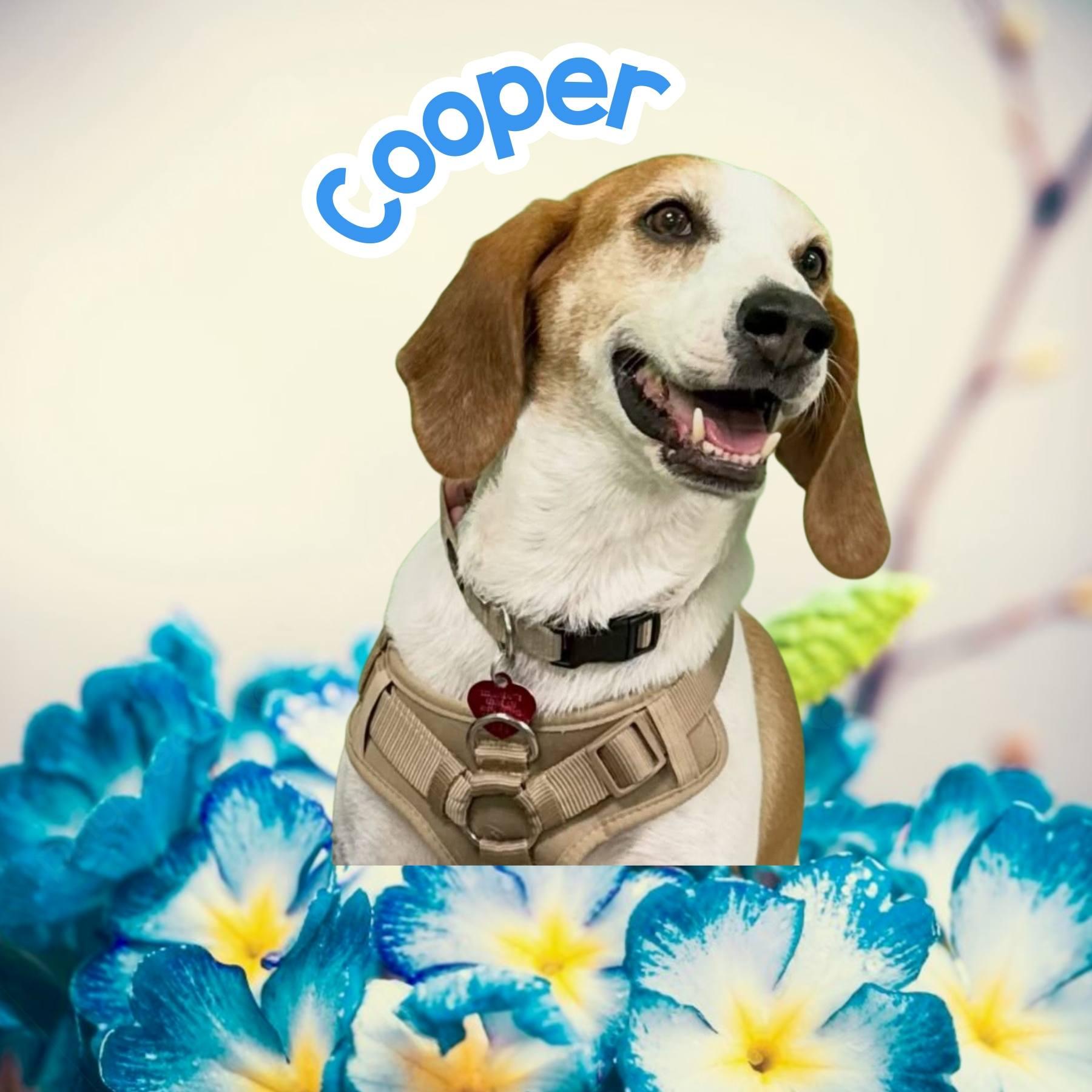 Cooper, Adoptable, Adult Male Treeing Walker Coonhound & Foxhound.