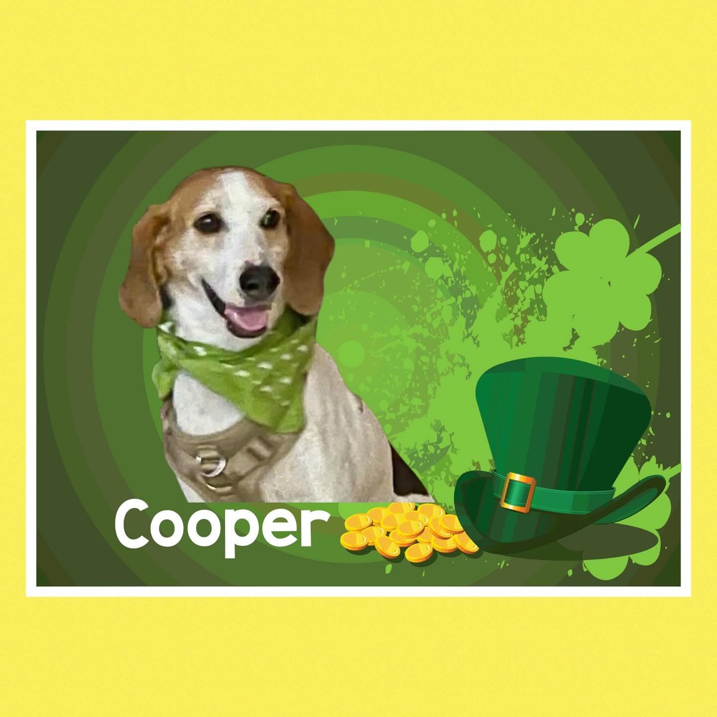 Enlarge Cooper, a Adoptable mixed breed in Raleigh, NC image 1/6