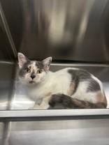 Enlarge Louisiana, a ADOPTABLE Domestic Short Hair in Manitowoc, WI image 1/1