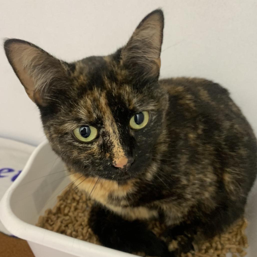 Misty, Adoptable, Adult Female Domestic Short Hair.
