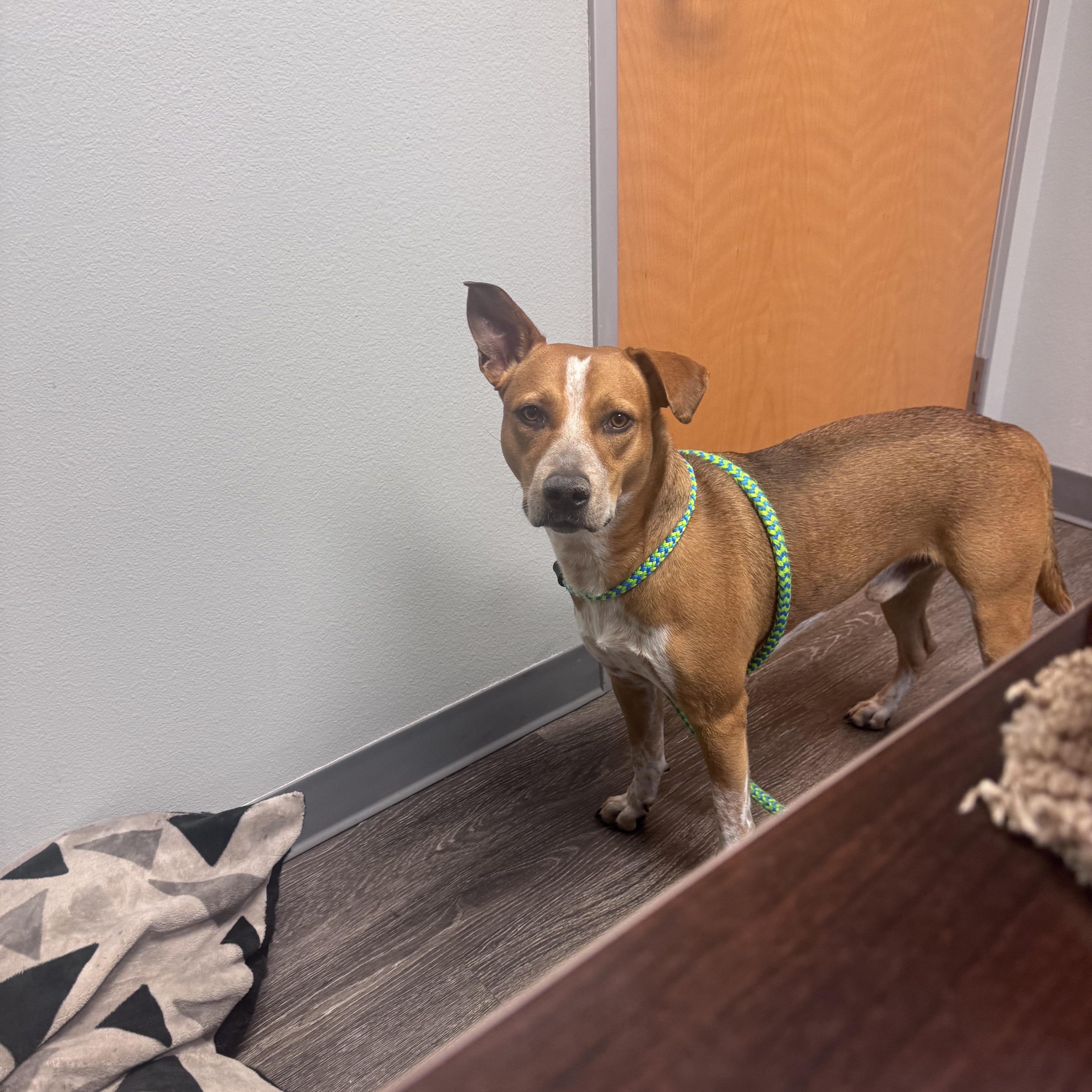 Enlarge Joey (Ketchup), an adopted mixed breed in Chandler, AZ image 1/3