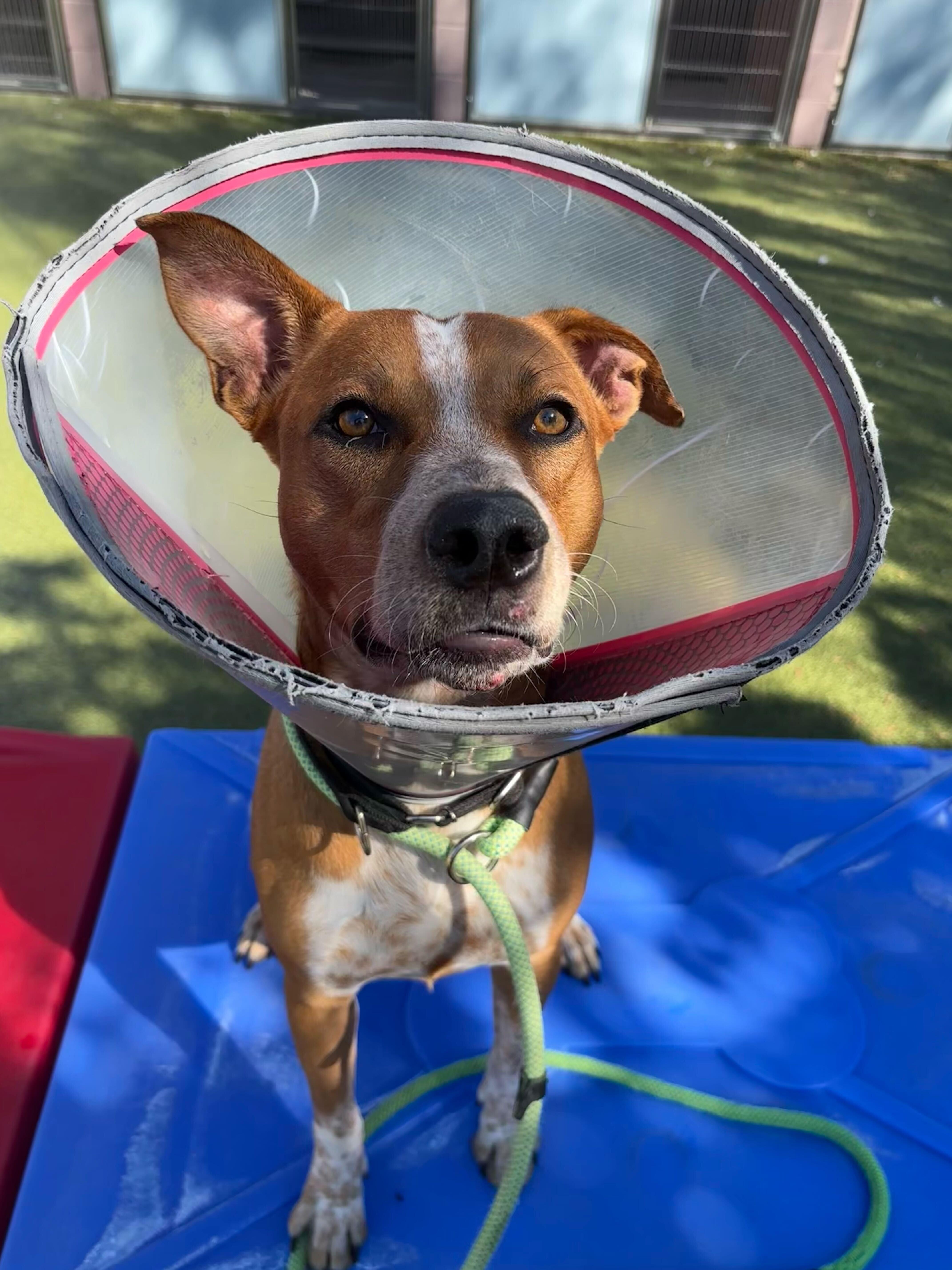 Enlarge Joey (Ketchup), an adopted mixed breed in Chandler, AZ image 2/3