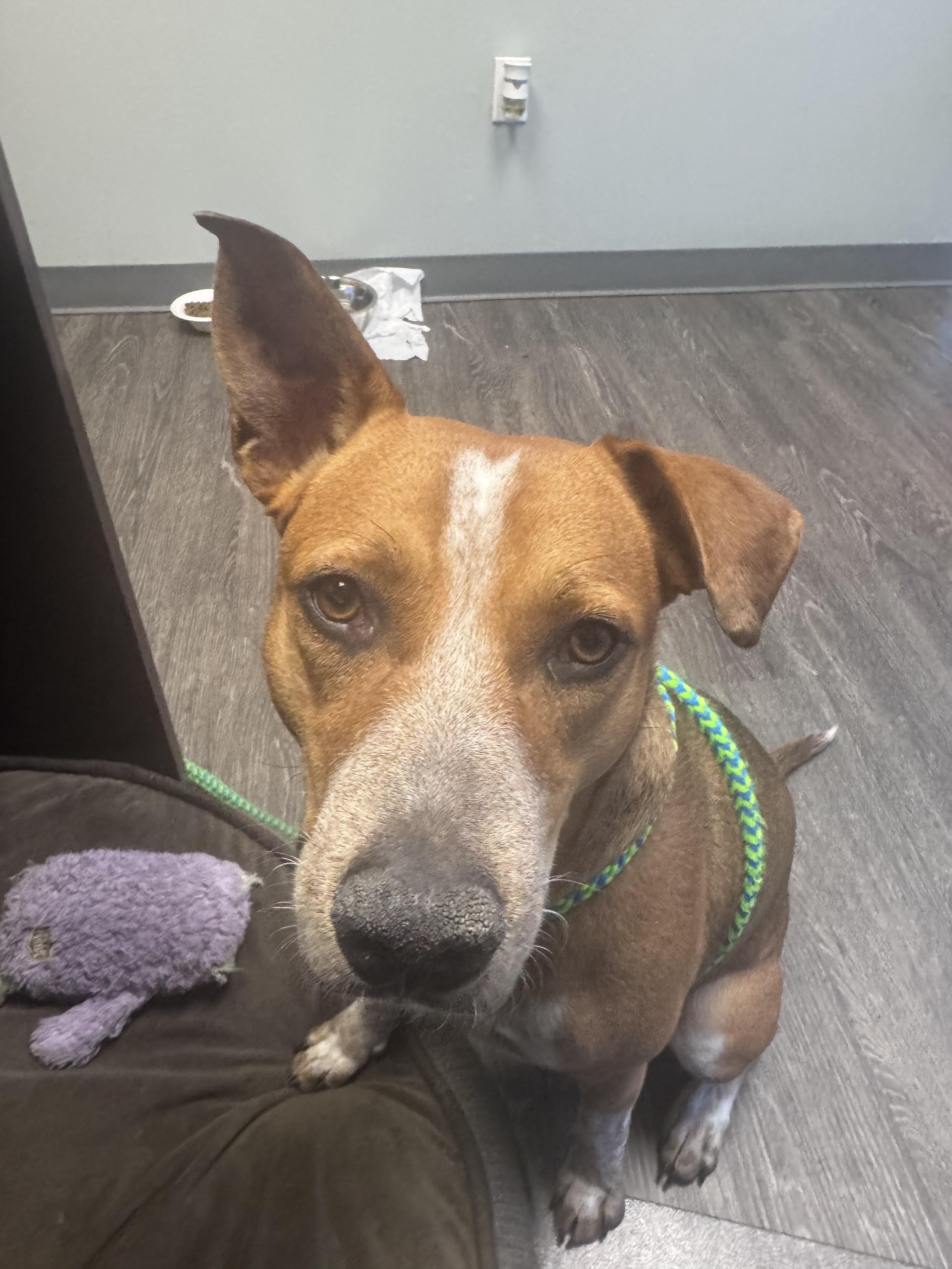 Enlarge Joey (Ketchup), an adopted mixed breed in Chandler, AZ image 3/3