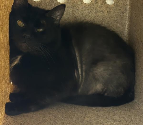 Enlarge Working Cat - Asterias, a Adoptable mixed breed in Silverdale, WA image 1/1
