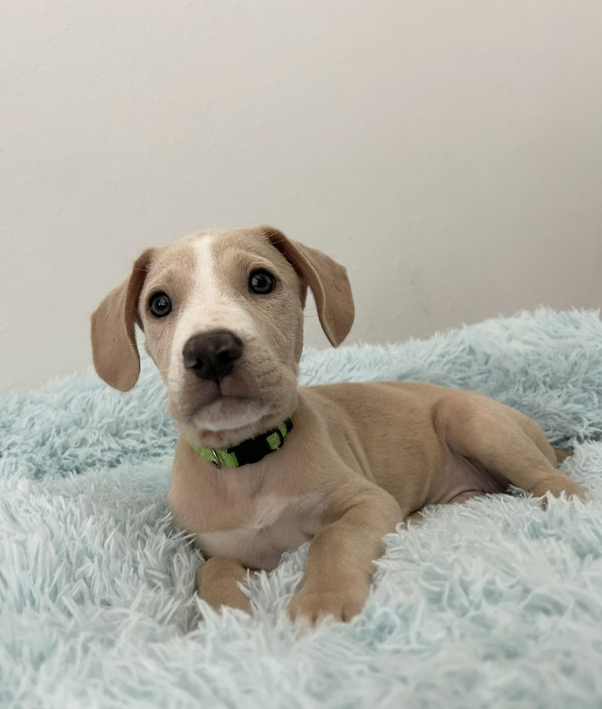 Enlarge Lotus, a Adoptable mixed breed in Farmington, UT image 5/6