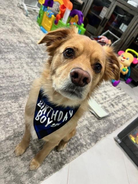 Tucker *, Adoptable, Adult Male Labrador Retriever.