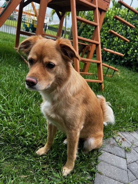 Enlarge Tucker *, a Adoptable Labrador Retriever in Royal Palm Beach, FL image 2/3