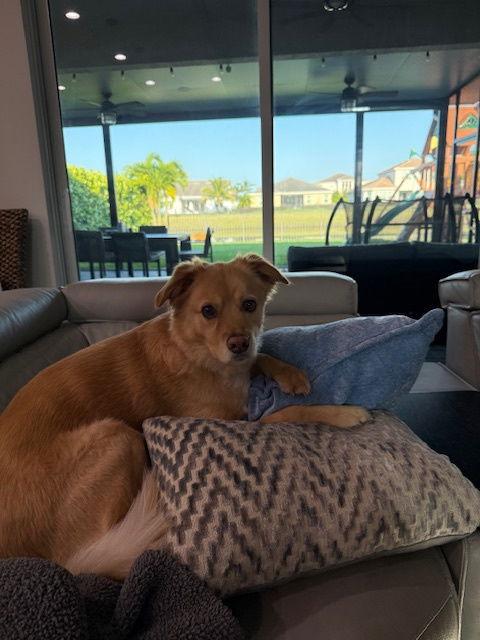 Enlarge Tucker *, a Adoptable Labrador Retriever in Royal Palm Beach, FL image 3/3