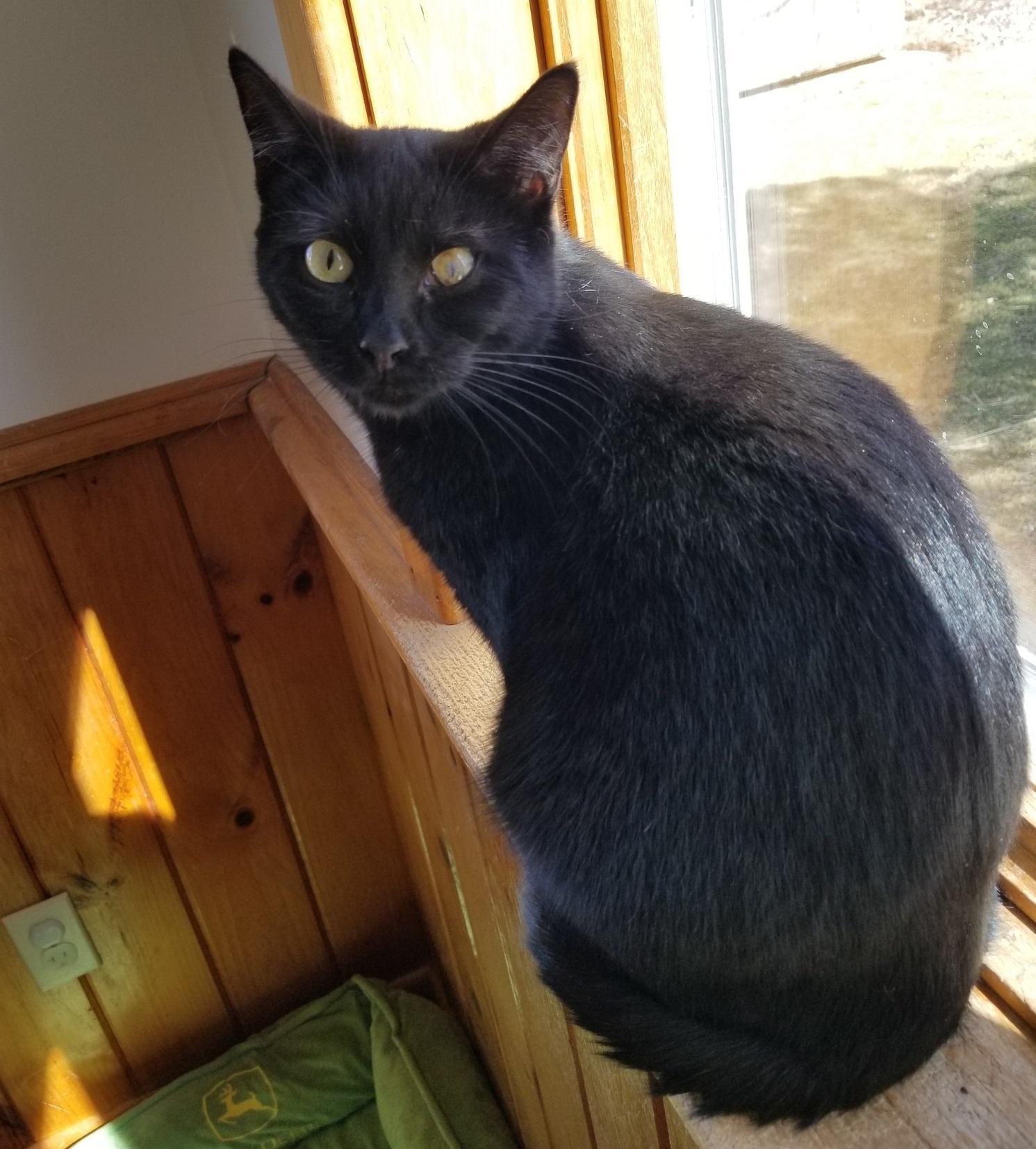 MJ & Miss Park, a Adoptable Domestic Short Hair in Montour Falls, NY image 2/5