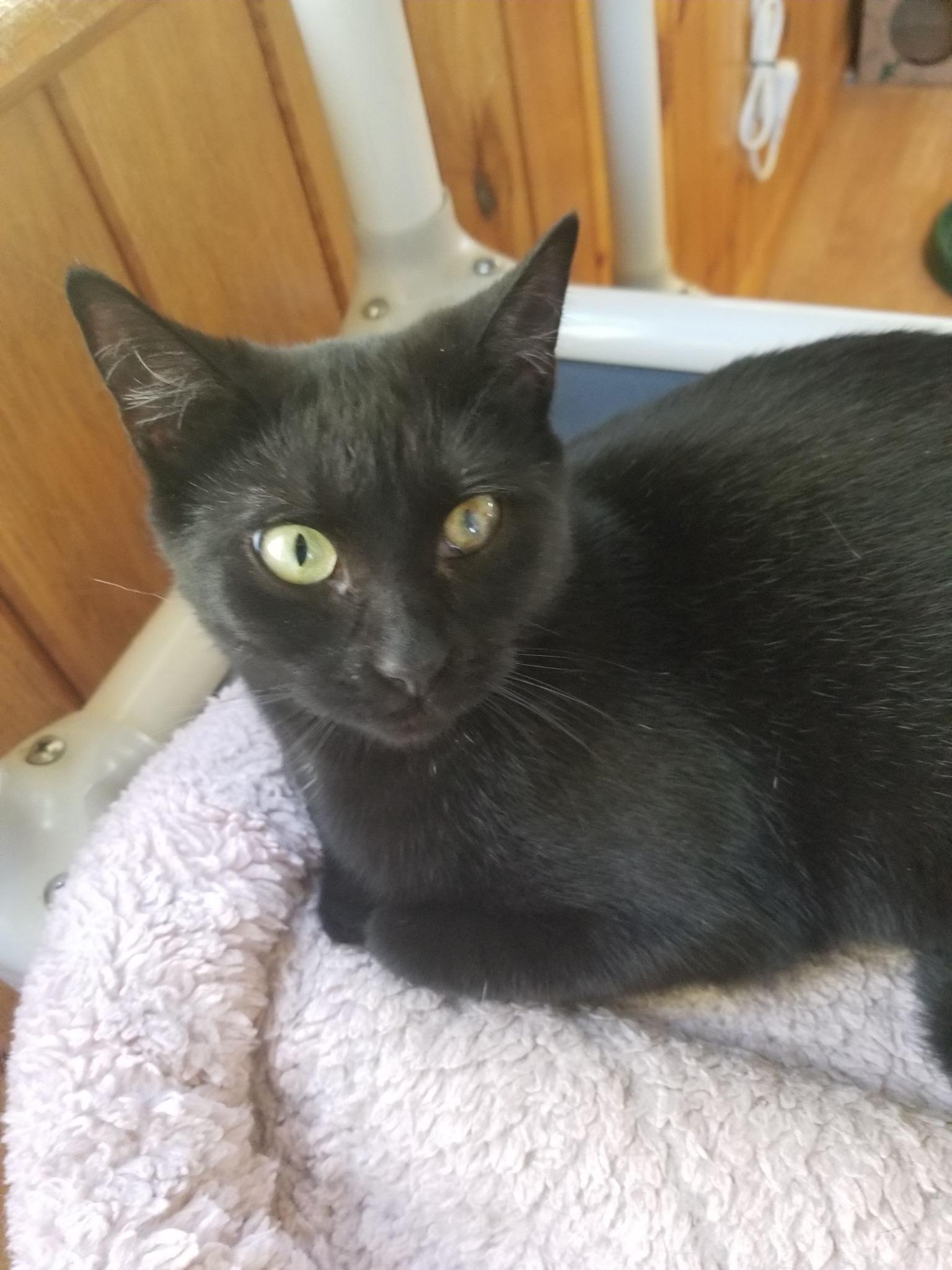 MJ & Miss Park, a Adoptable Domestic Short Hair in Montour Falls, NY image 3/5