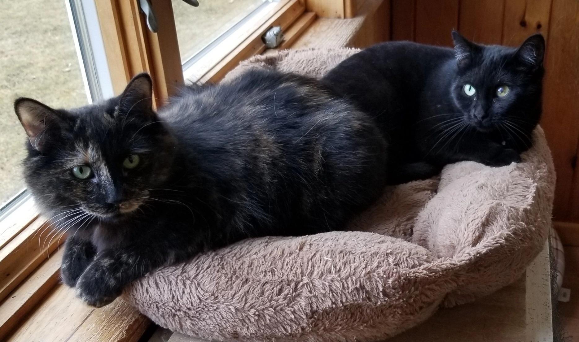 MJ & Miss Park, a Adoptable Domestic Short Hair in Montour Falls, NY image 5/5