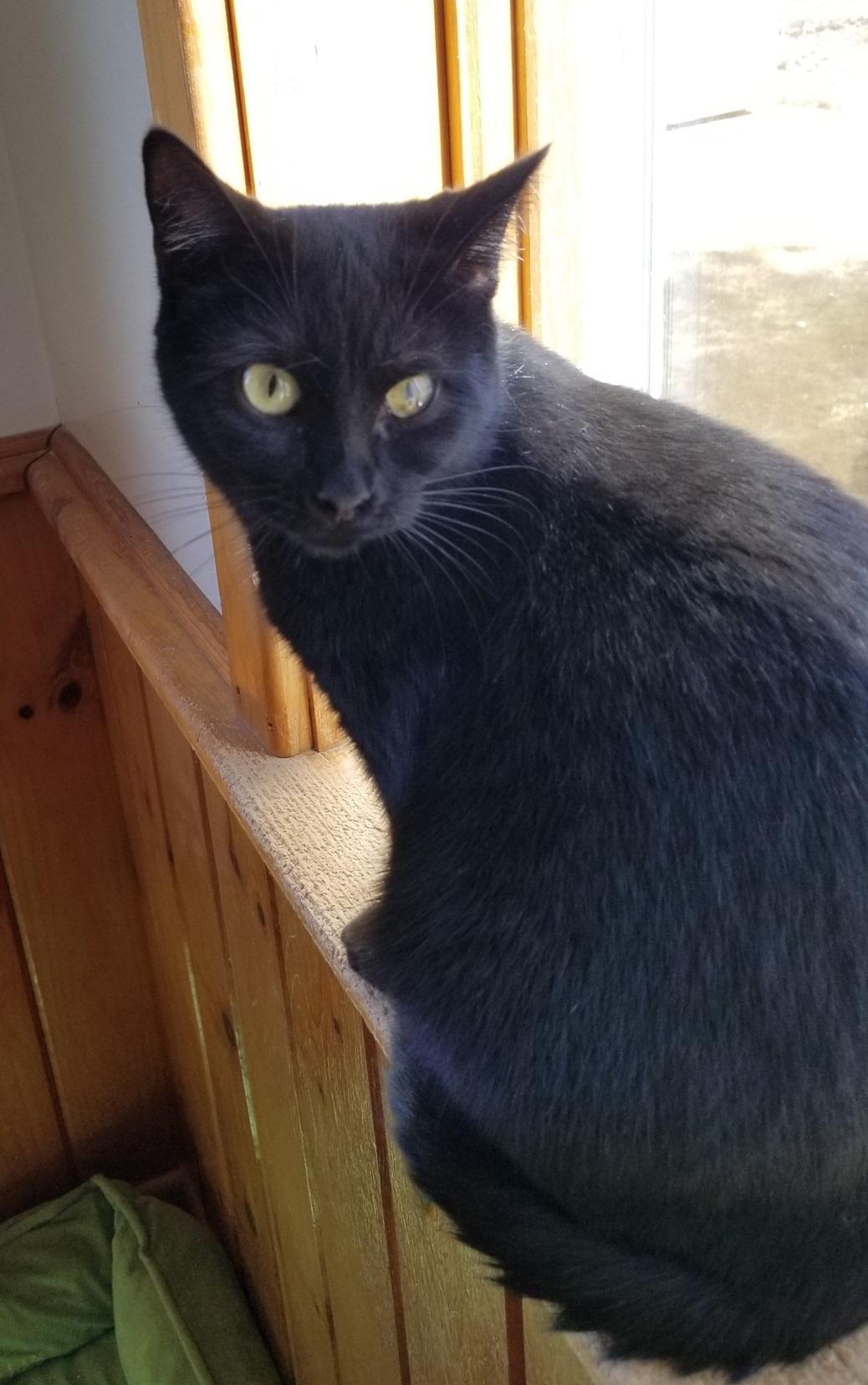 MJ & Miss Park, a Adoptable Domestic Short Hair in Montour Falls, NY image 4/5