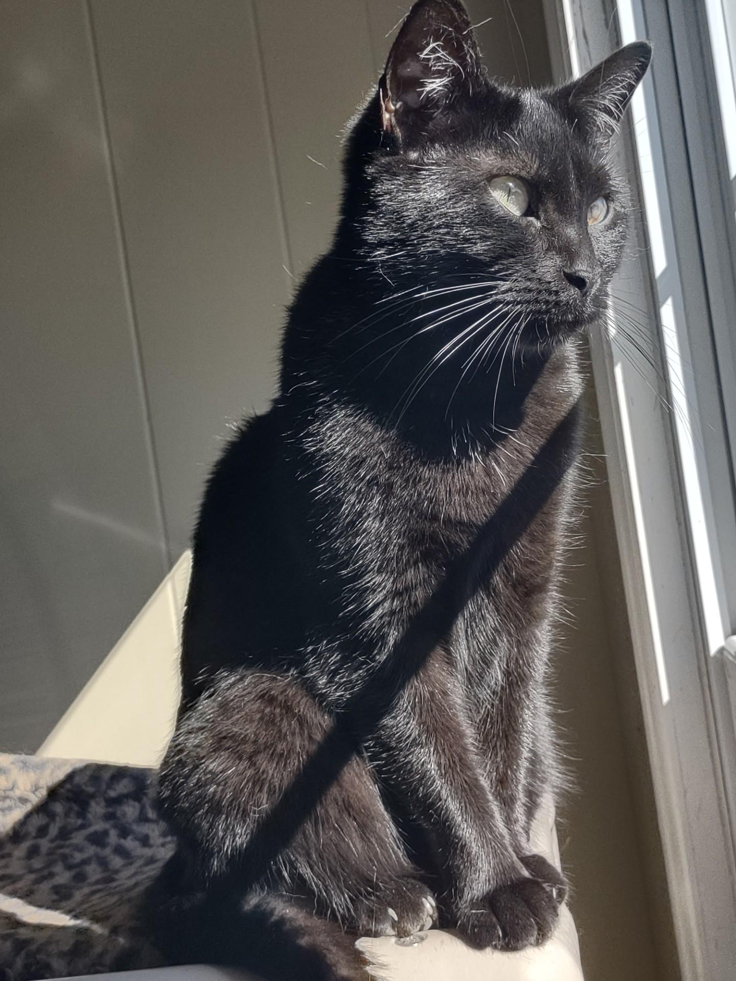 MJ & Miss Park, a Adoptable Domestic Short Hair in Montour Falls, NY image 1/5