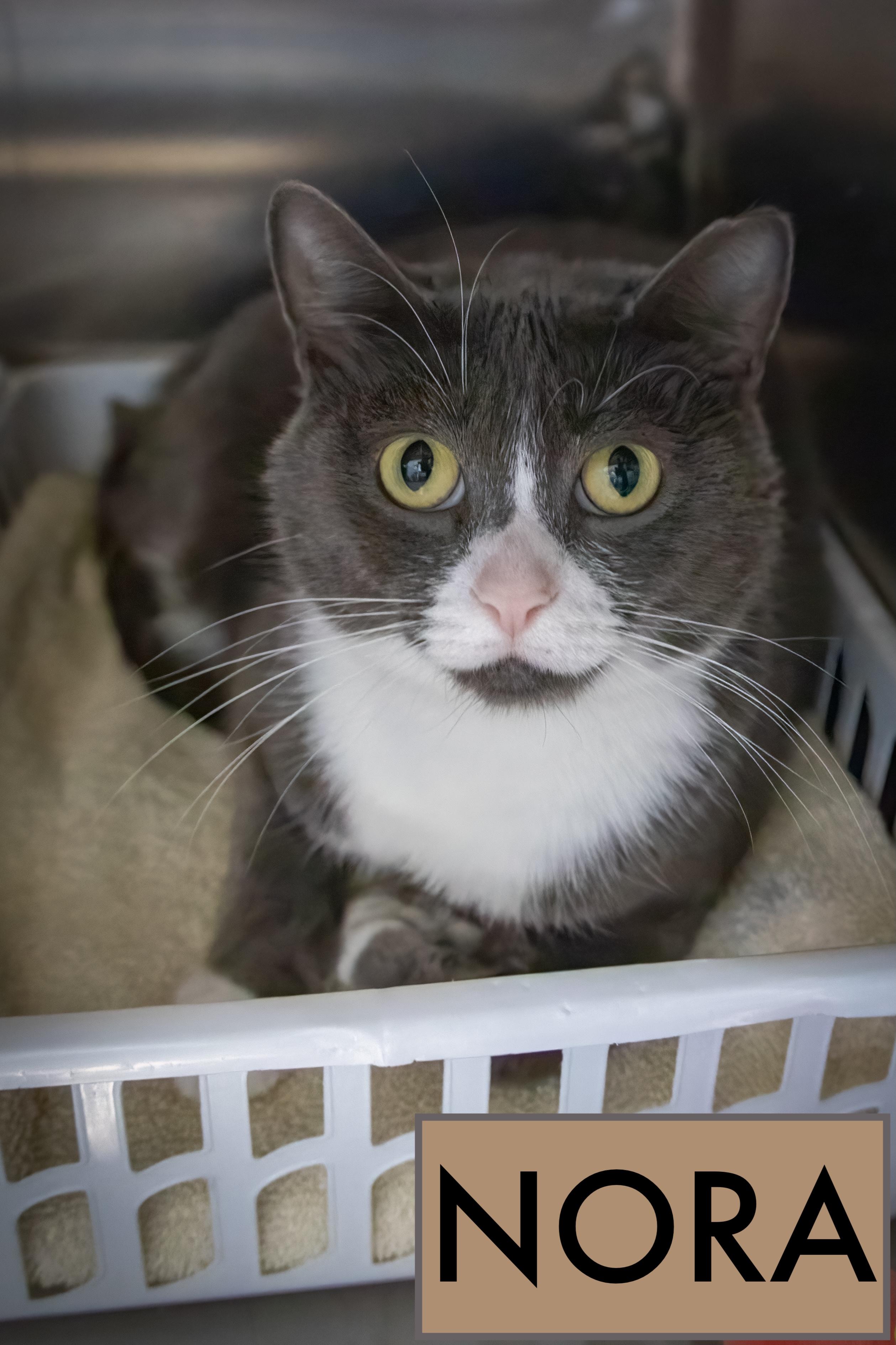 Nora (FCID# 07/15/2025 - 521 Trainer)