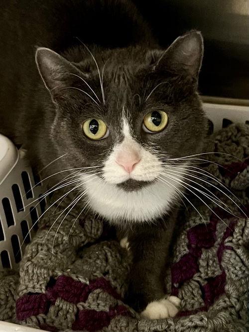 Nora (FCID# 07/15/2025 - 521 Trainer)