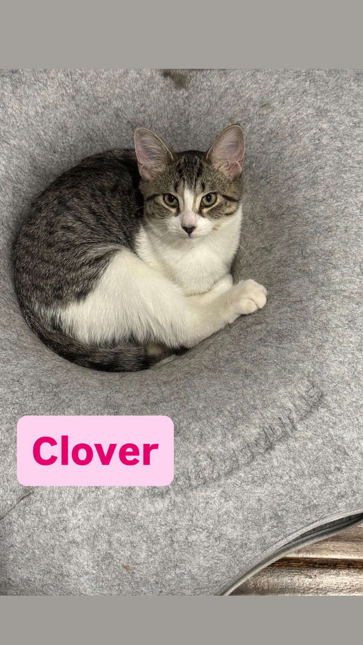 Enlarge Clover, a Adoptable Domestic Short Hair in Crown Point, IN image 1/2