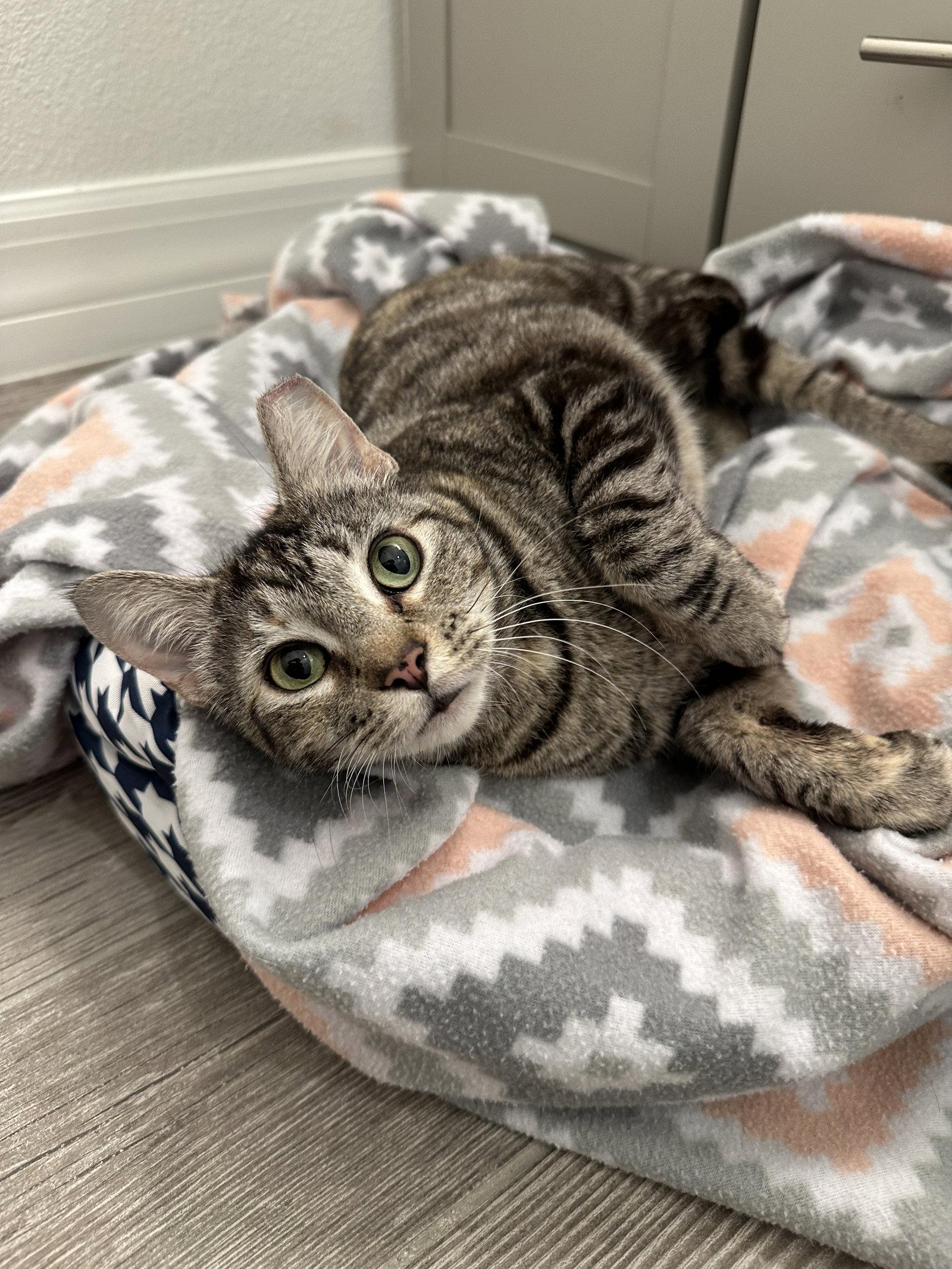 Chickadee, a Adopted Domestic Short Hair in Orlando, FL image 1/3