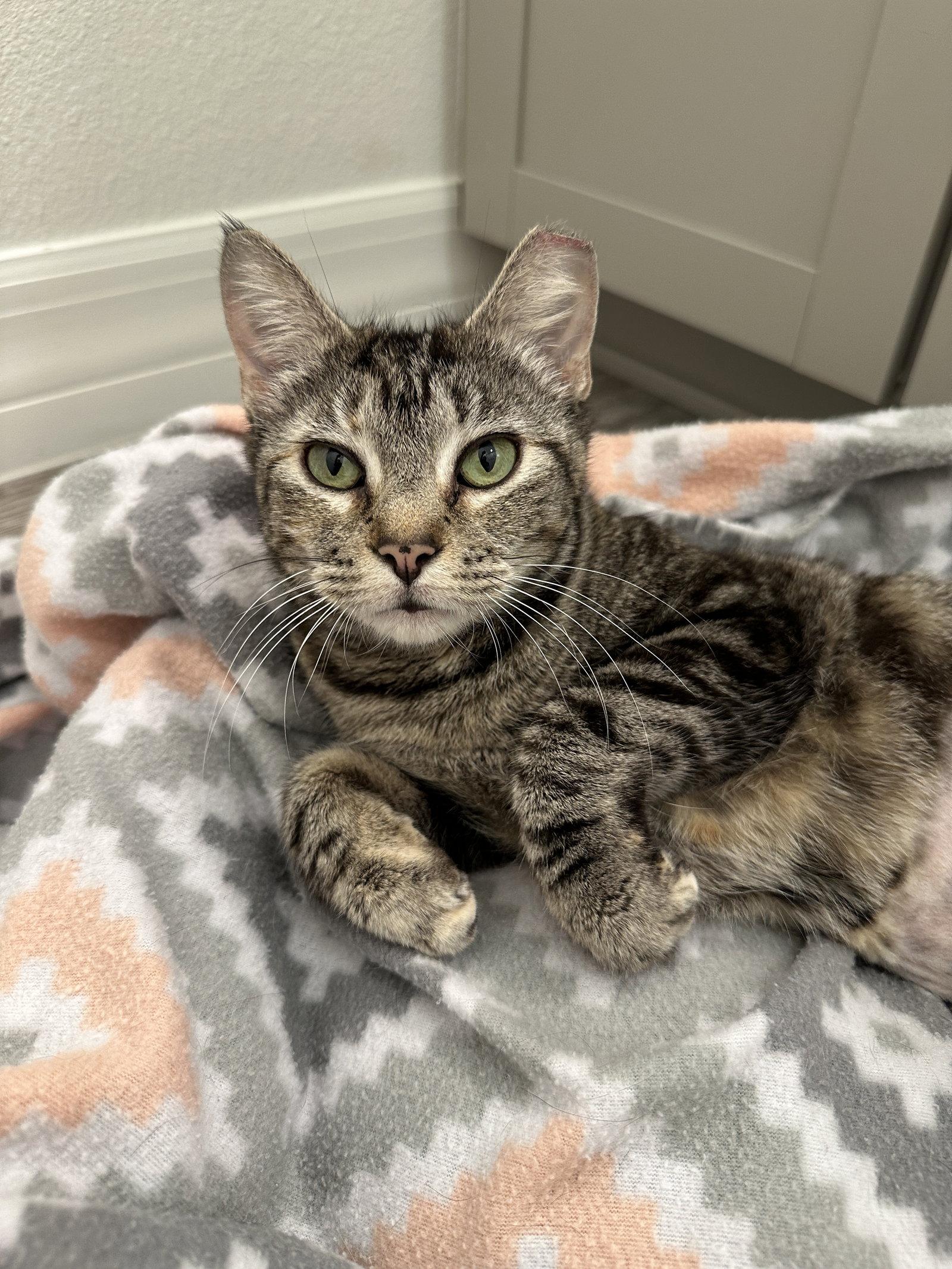 Chickadee, a Adopted Domestic Short Hair in Orlando, FL image 2/3
