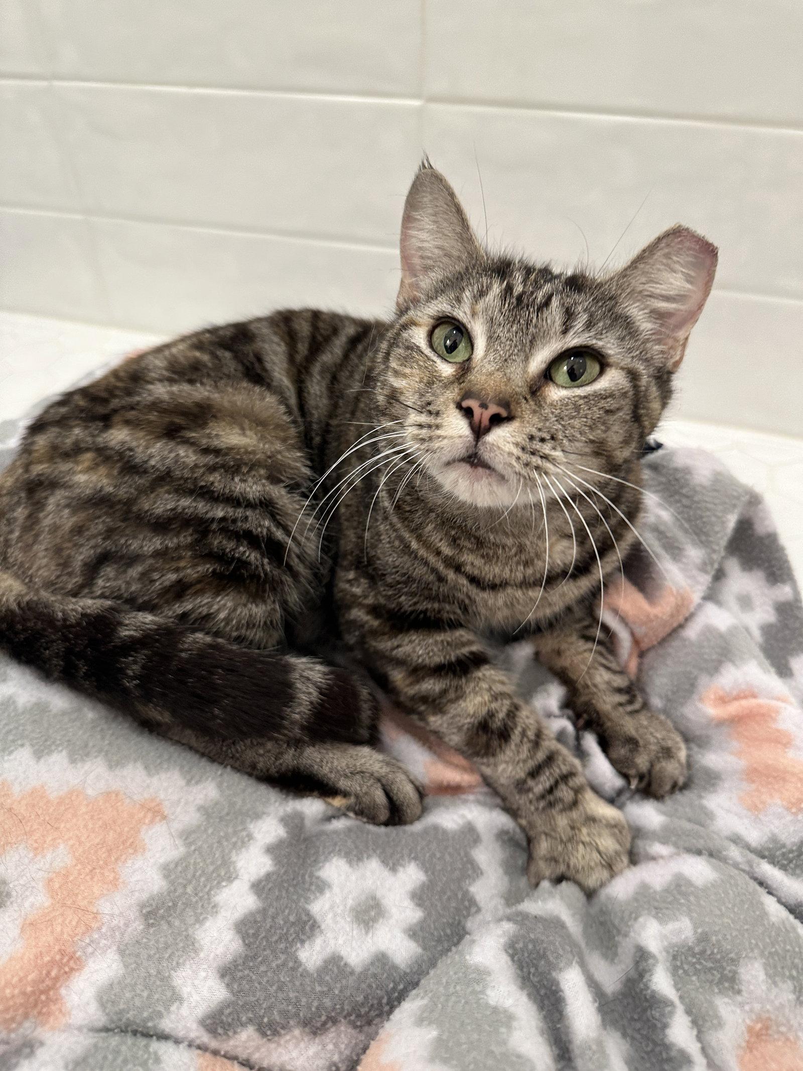 Chickadee, a Adopted Domestic Short Hair in Orlando, FL image 3/3