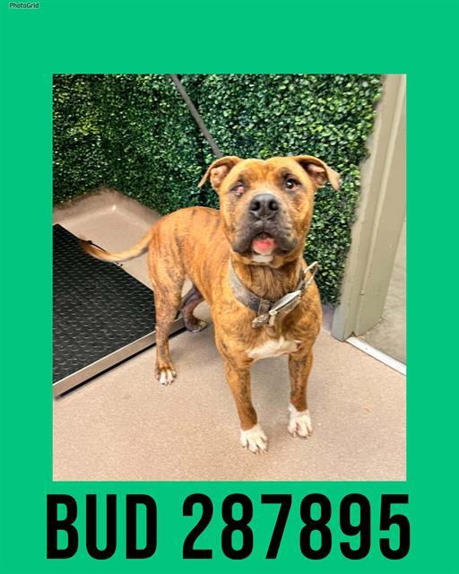 Enlarge BUD, a Adoptable Mixed Breed in Macon, GA image 1/1