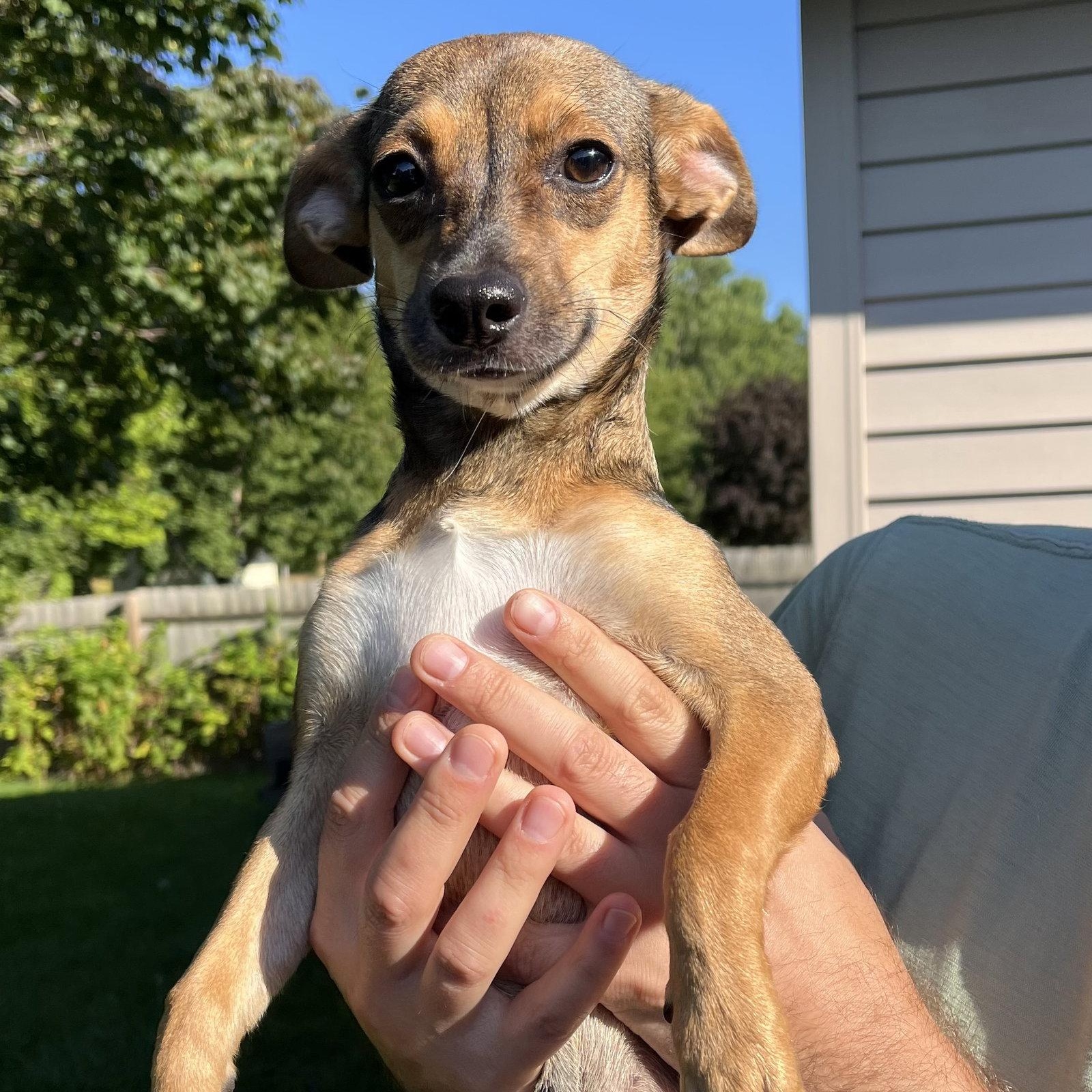 Enlarge Shasta, a Adoptable Chihuahua in New London, WI image 1/3