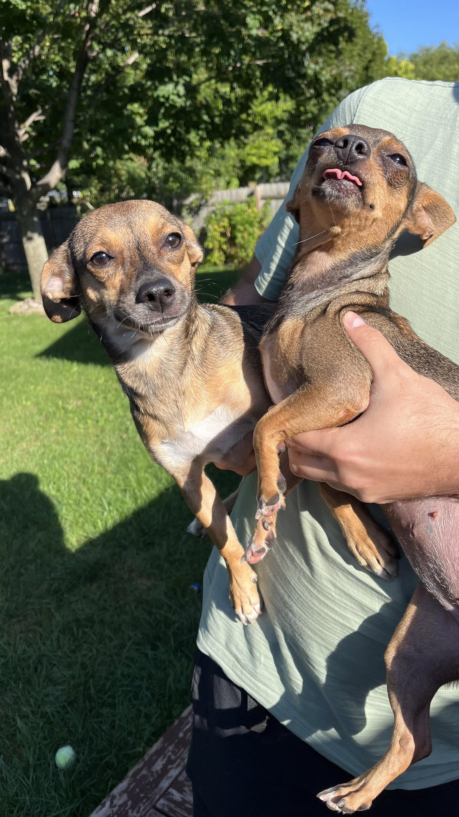 Enlarge Shasta, a Adoptable Chihuahua in New London, WI image 2/3