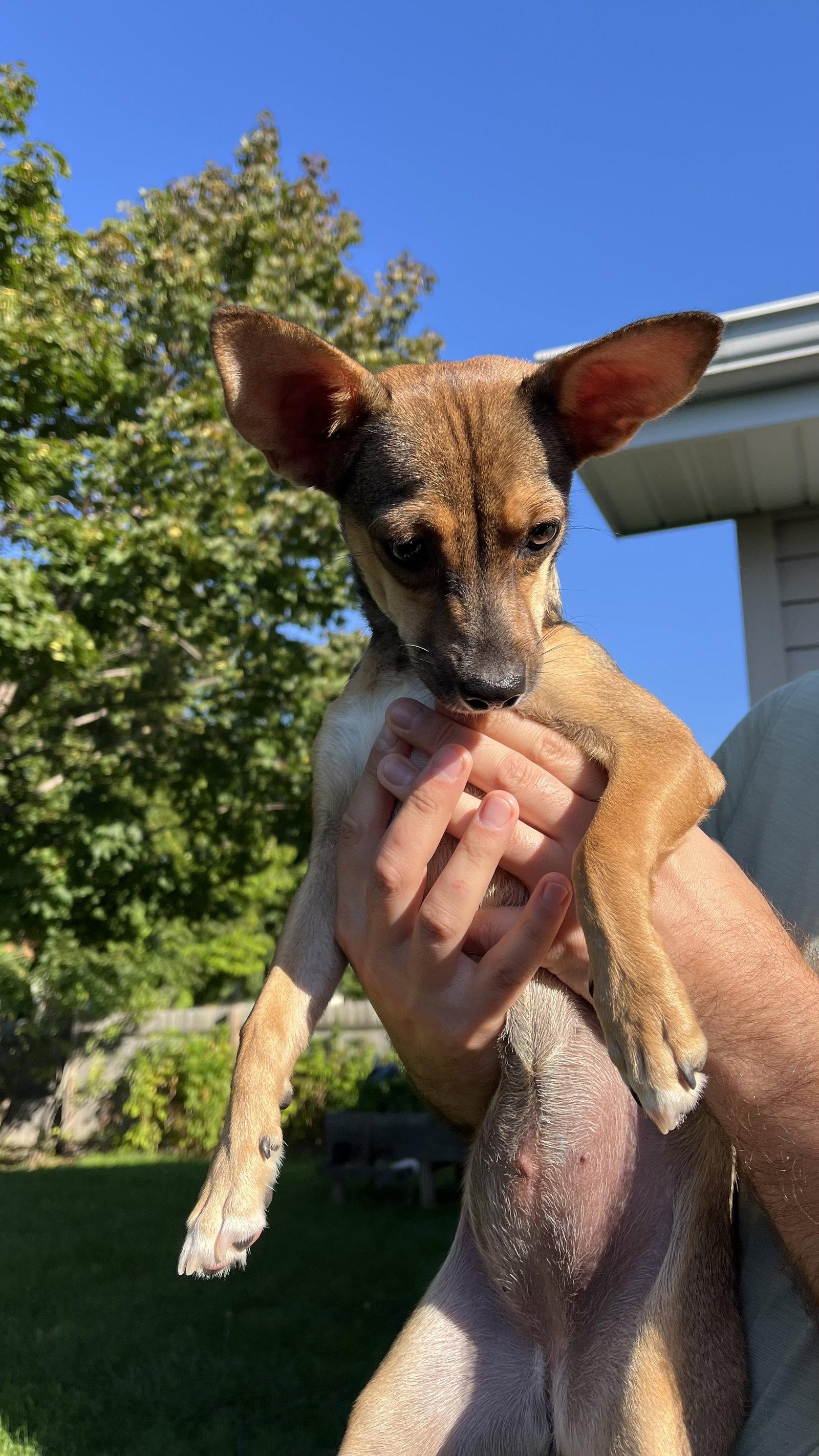 Enlarge Shasta, a Adoptable Chihuahua in New London, WI image 3/3