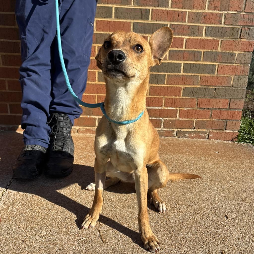 Enlarge Stabler, a ADOPTABLE mixed breed in Stillwater, OK image 1/1