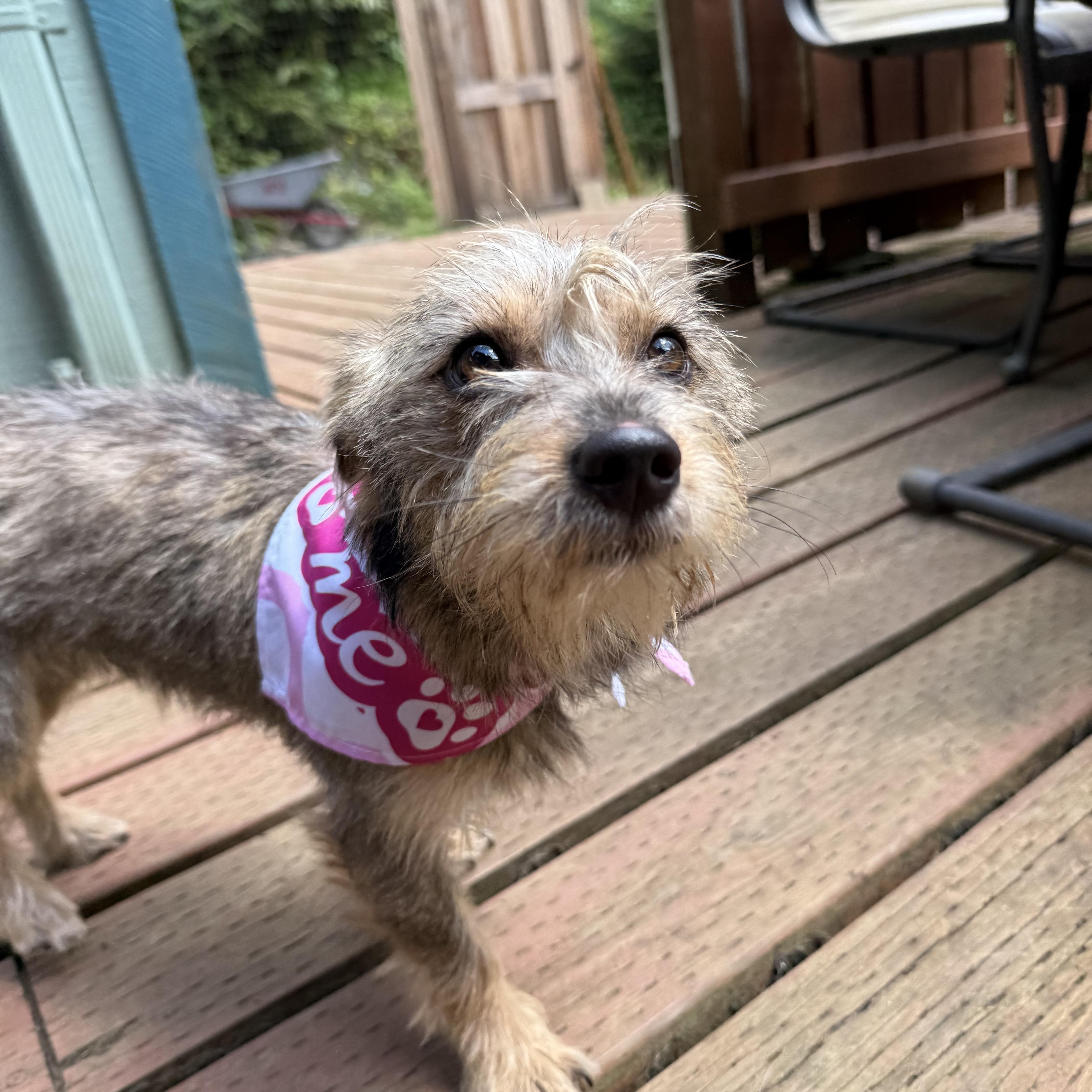 Enlarge Izzi, a Adopted mixed breed in Otis, OR image 3/4