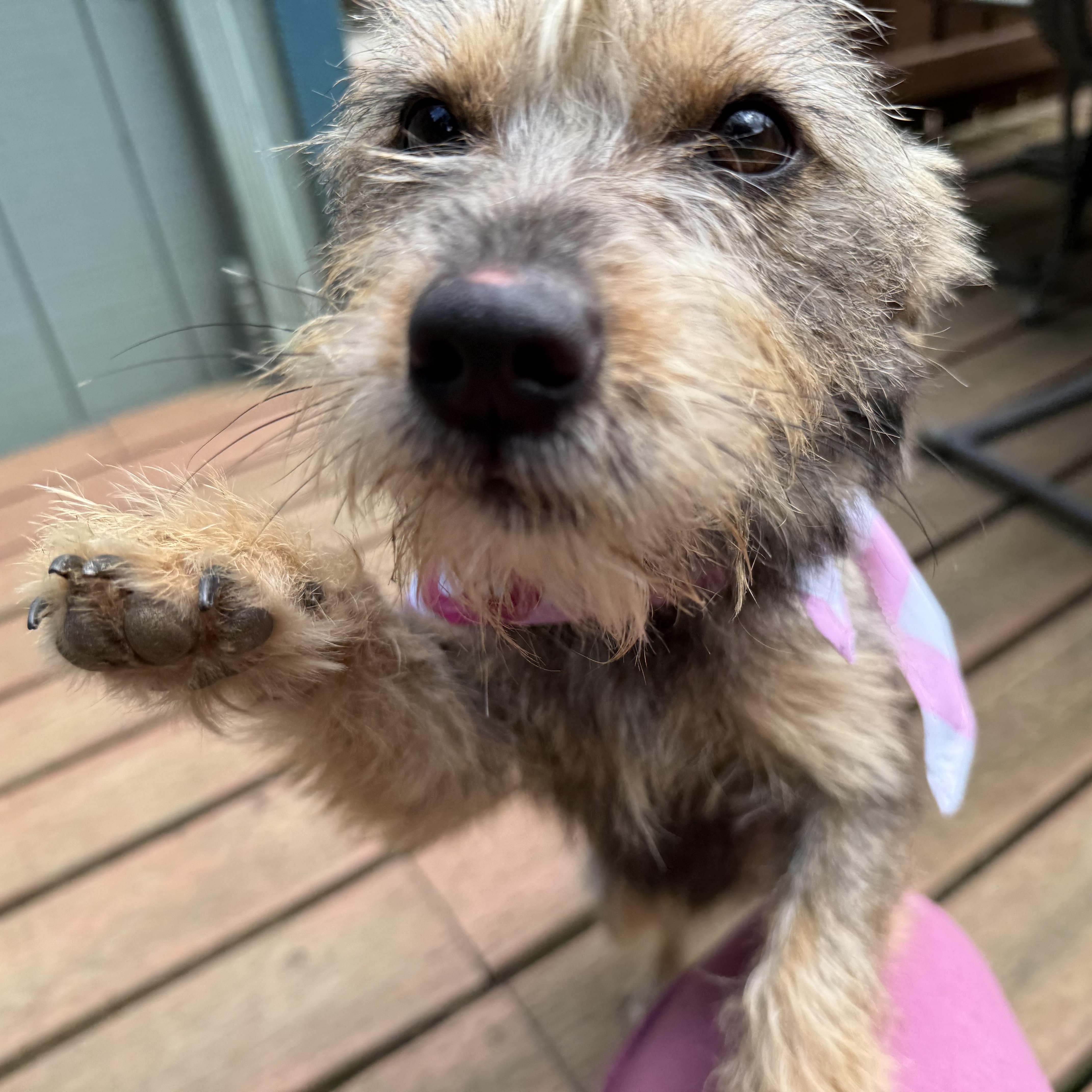 Izzi, Adopted, Young Female Dachshund & Norfolk Terrier.