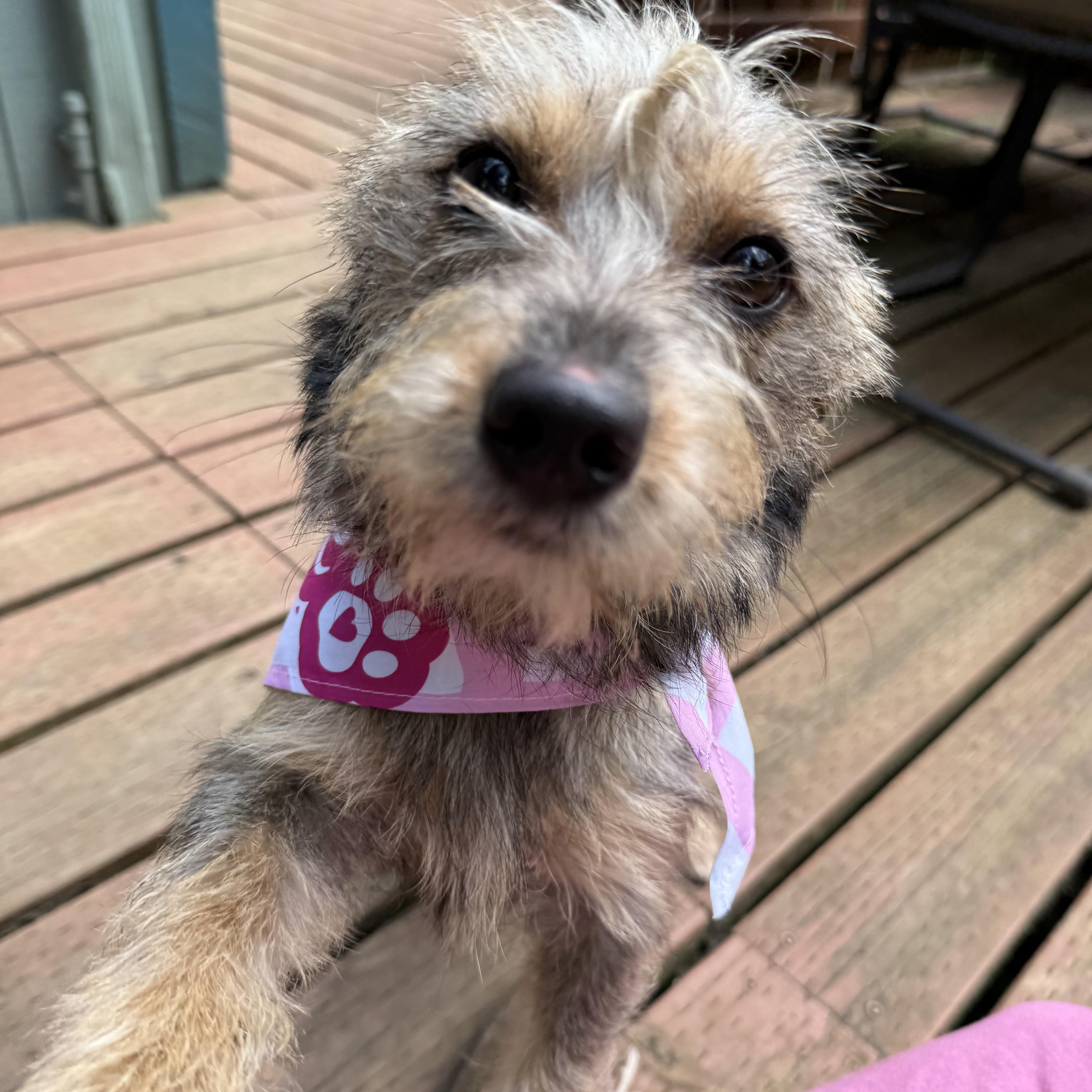 Enlarge Izzi, a Adopted mixed breed in Otis, OR image 2/4