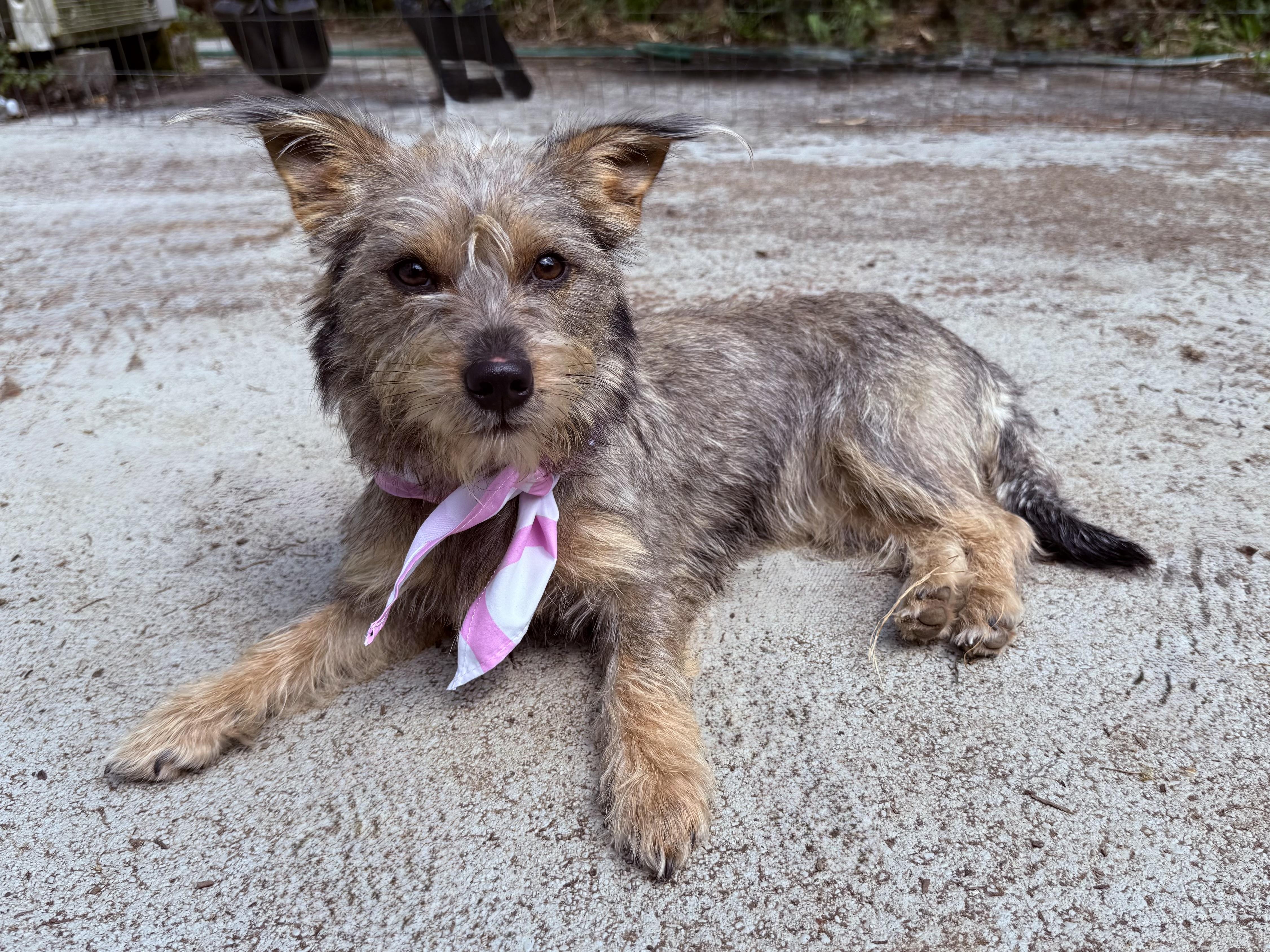 Enlarge Izzi, a Adopted mixed breed in Otis, OR image 4/4