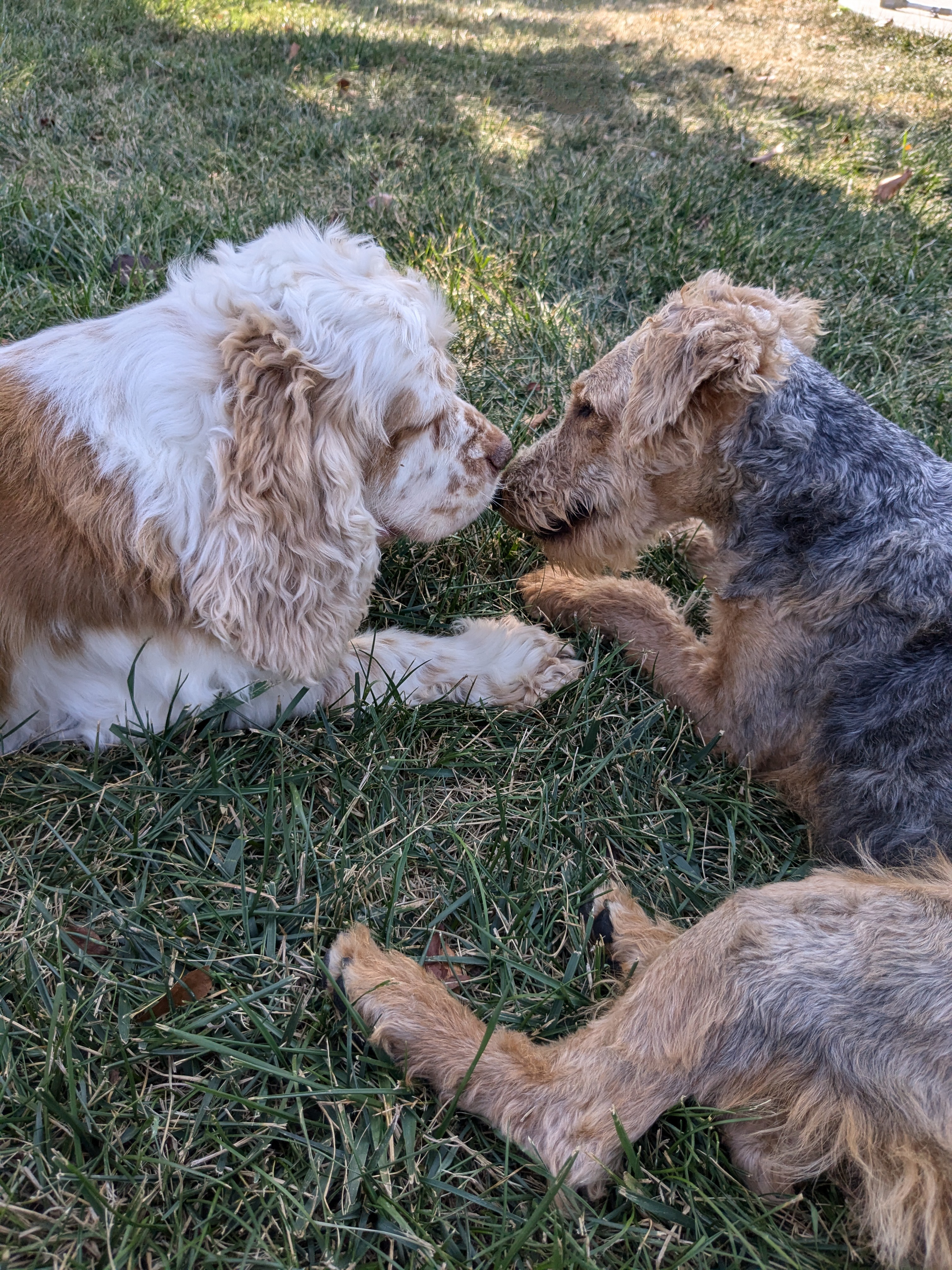 Dog for adoption Taya, a Welsh Terrier in Lincoln, NE Petfinder