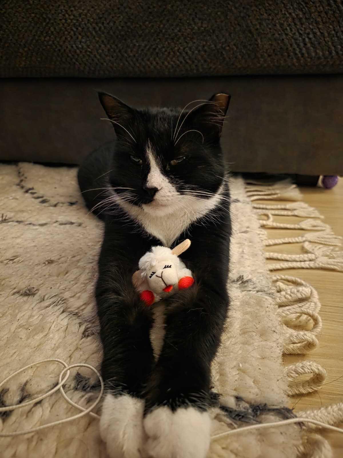 Enlarge Pookie Poquito, a ADOPTABLE Domestic Short Hair in Long Island City, NY image 5/6