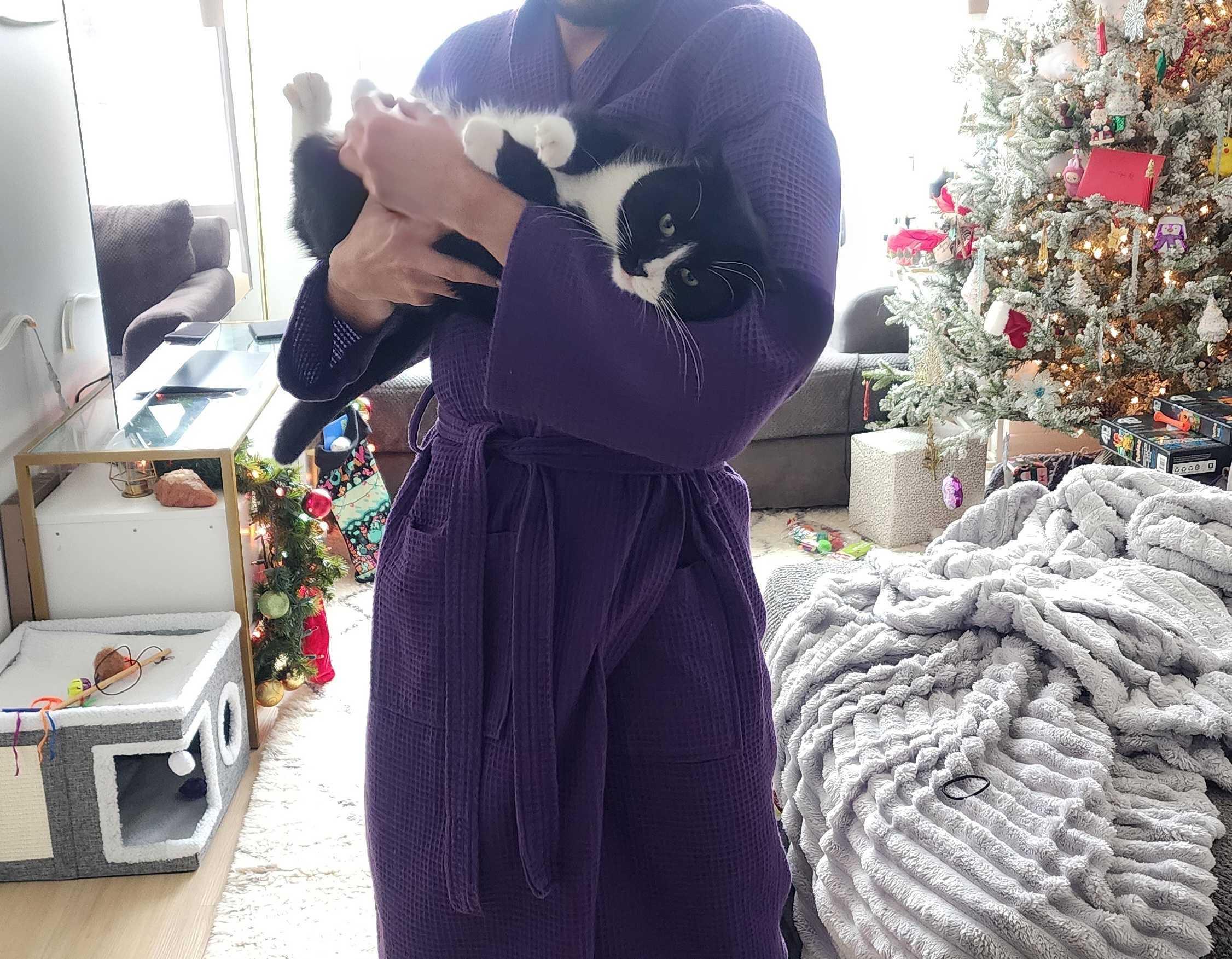 Enlarge Pookie Poquito, a ADOPTABLE Domestic Short Hair in Long Island City, NY image 6/6