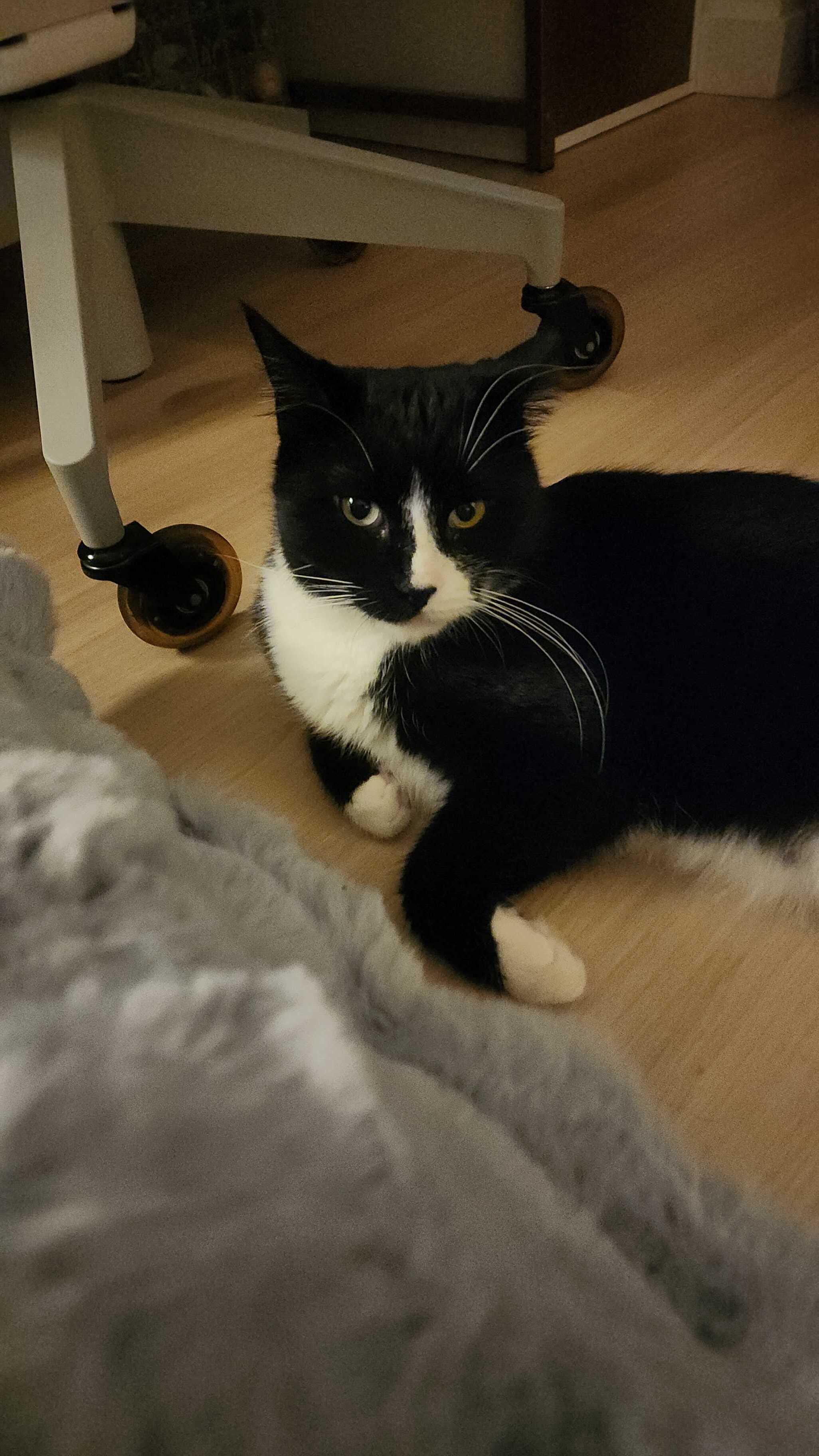 Enlarge Pookie Poquito, a ADOPTABLE Domestic Short Hair in Long Island City, NY image 4/6