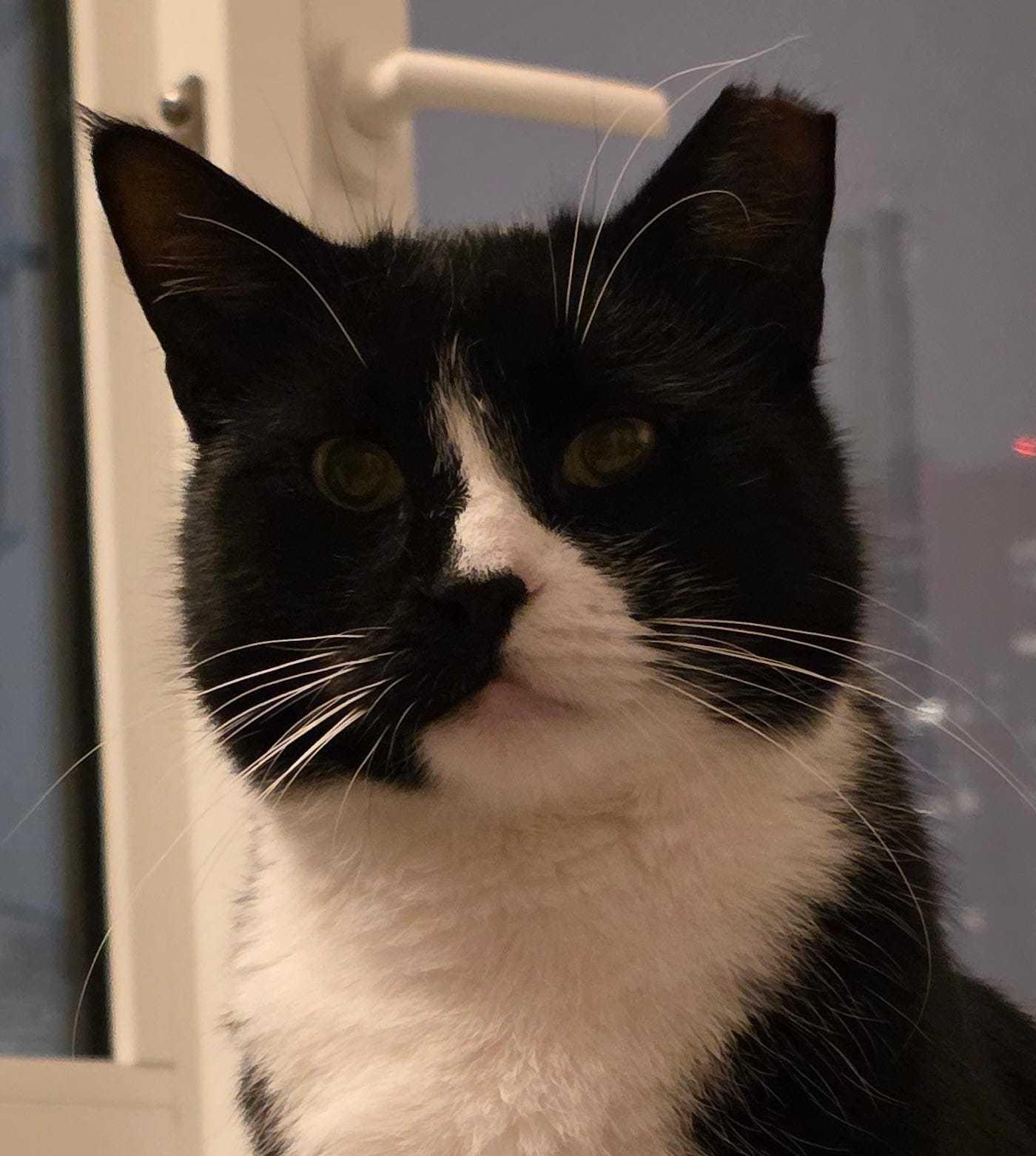 Enlarge Pookie Poquito, a ADOPTABLE Domestic Short Hair in Long Island City, NY image 2/6
