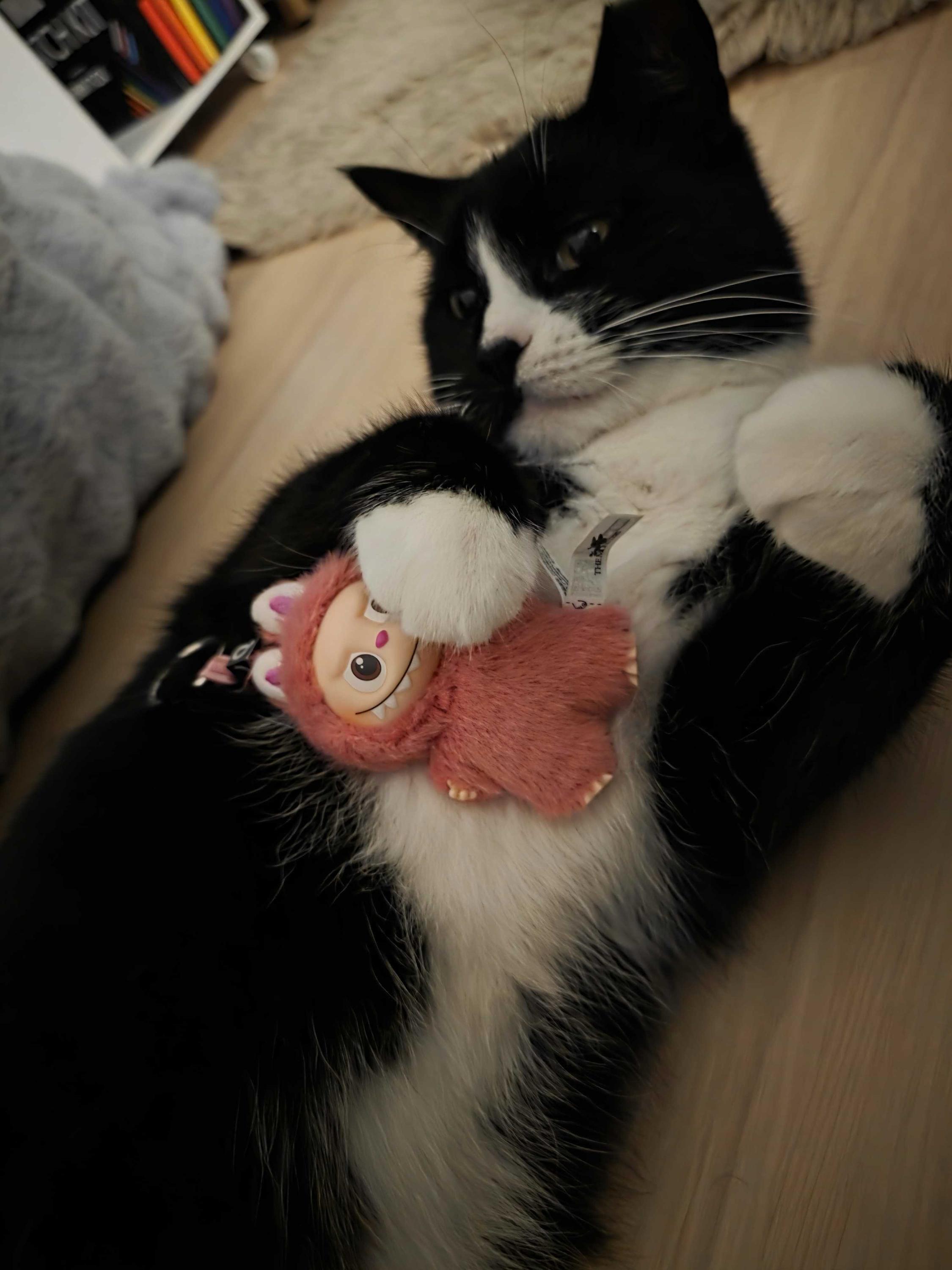 Enlarge Pookie Poquito, a ADOPTABLE Domestic Short Hair in Long Island City, NY image 3/6