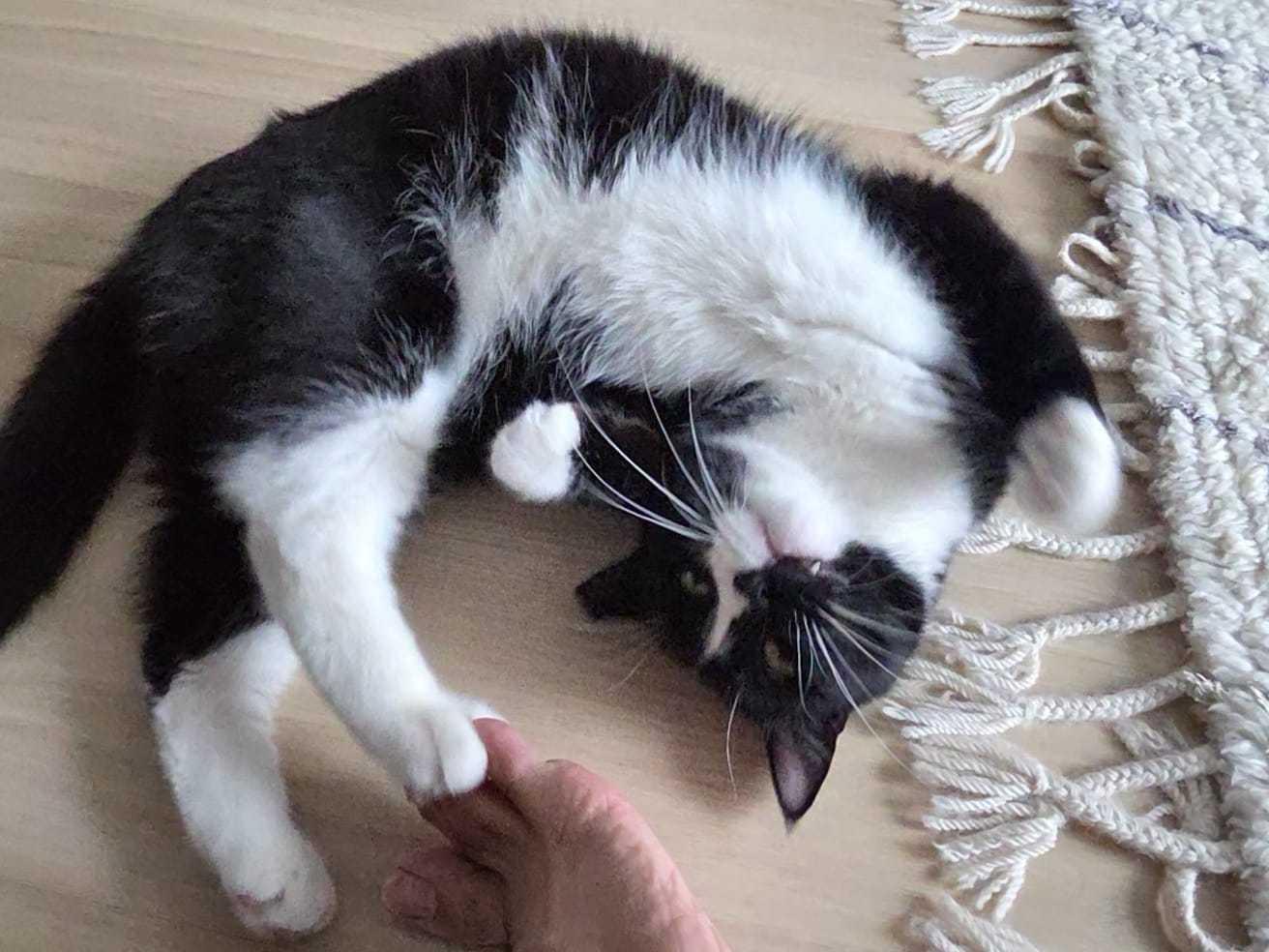 Enlarge Pookie Poquito, a ADOPTABLE Domestic Short Hair in Long Island City, NY image 1/6