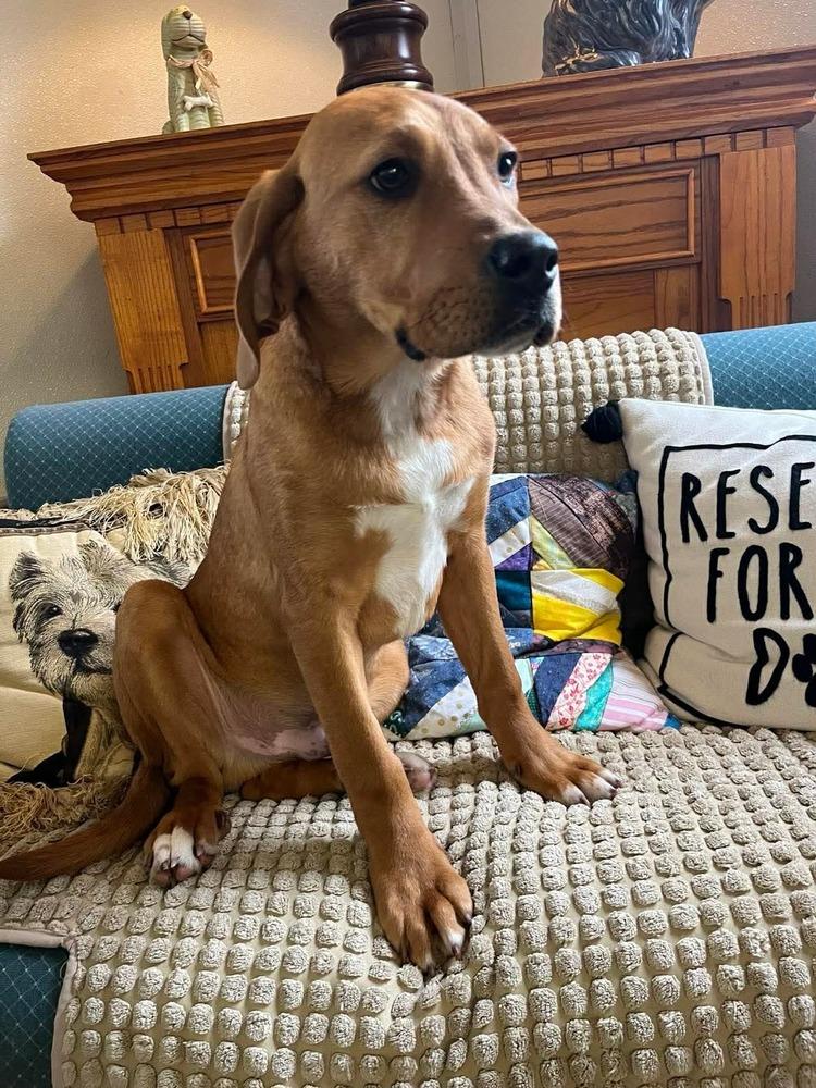 Theo, Adopted, Young Male Hound.