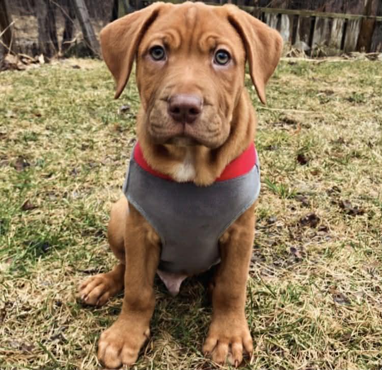 Ernest, adopted, Puppy Male Mixed Breed.