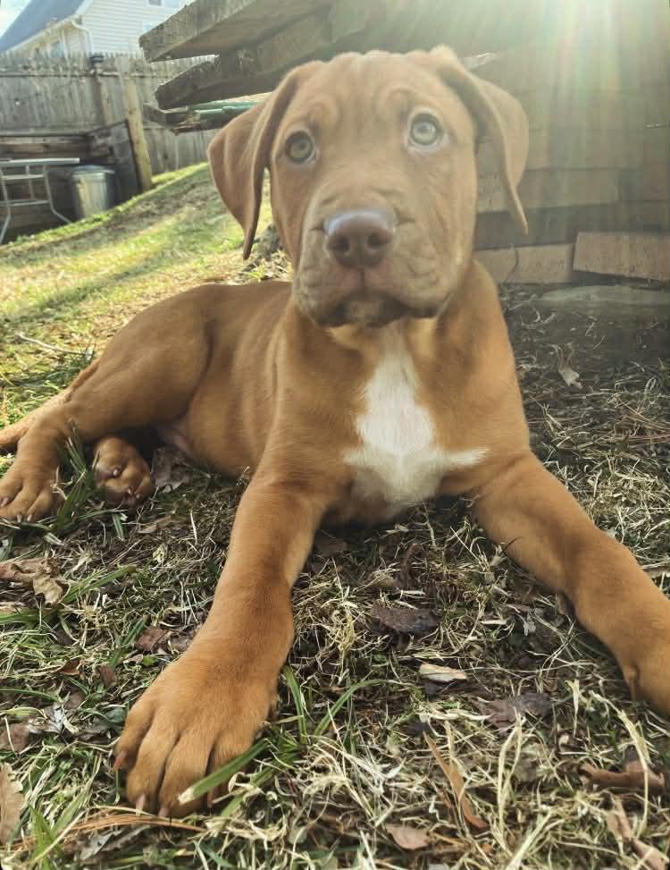 Enlarge Ernest, an adopted Mixed Breed in Schenectady, NY image 4/5