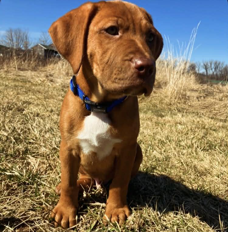 Enlarge Ernest, an adopted Mixed Breed in Schenectady, NY image 5/5