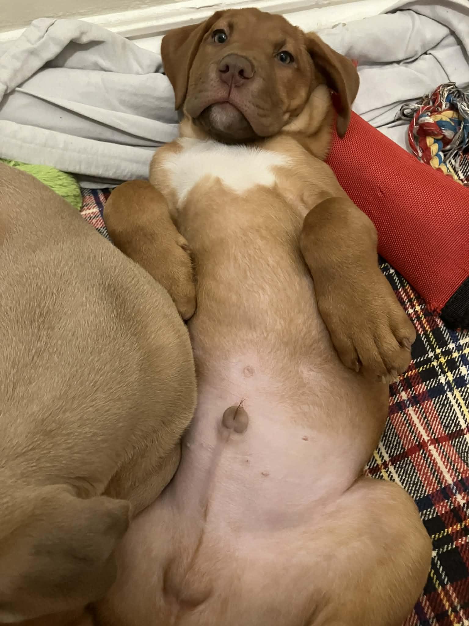 Enlarge Ernest, an adopted Mixed Breed in Schenectady, NY image 3/5